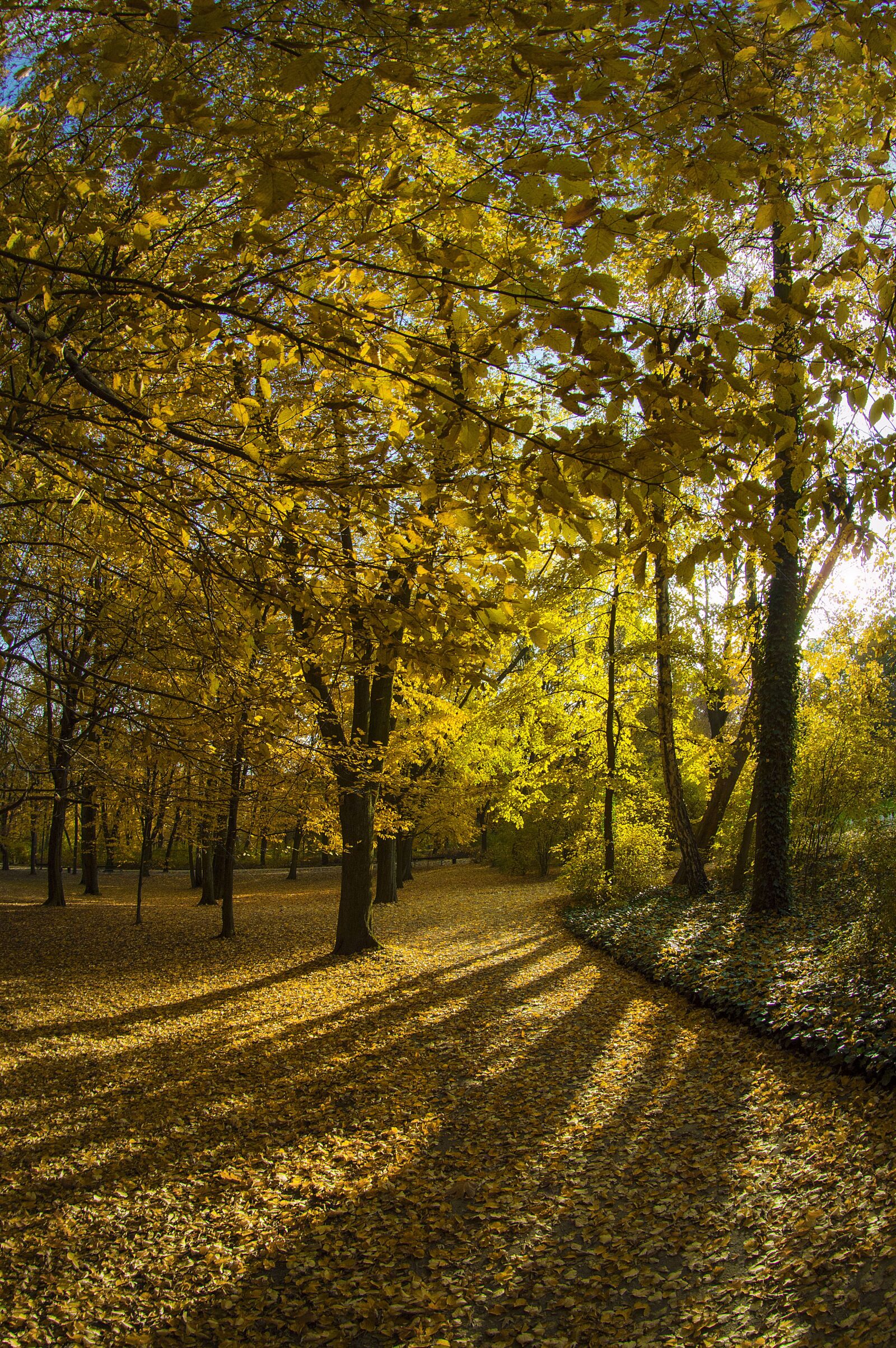 Nikon D3200 sample photo. Grass, forest, garden photography