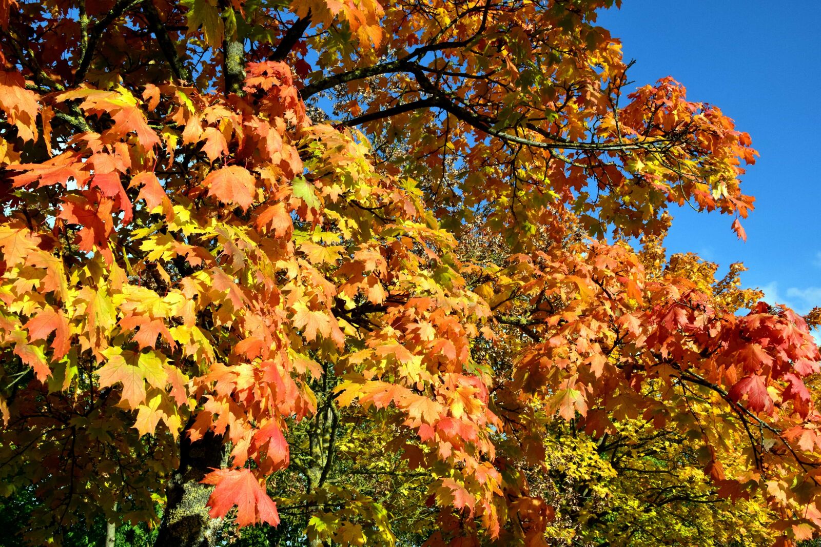 Nikon D3300 sample photo. Tree, leaf, nature, autumn photography