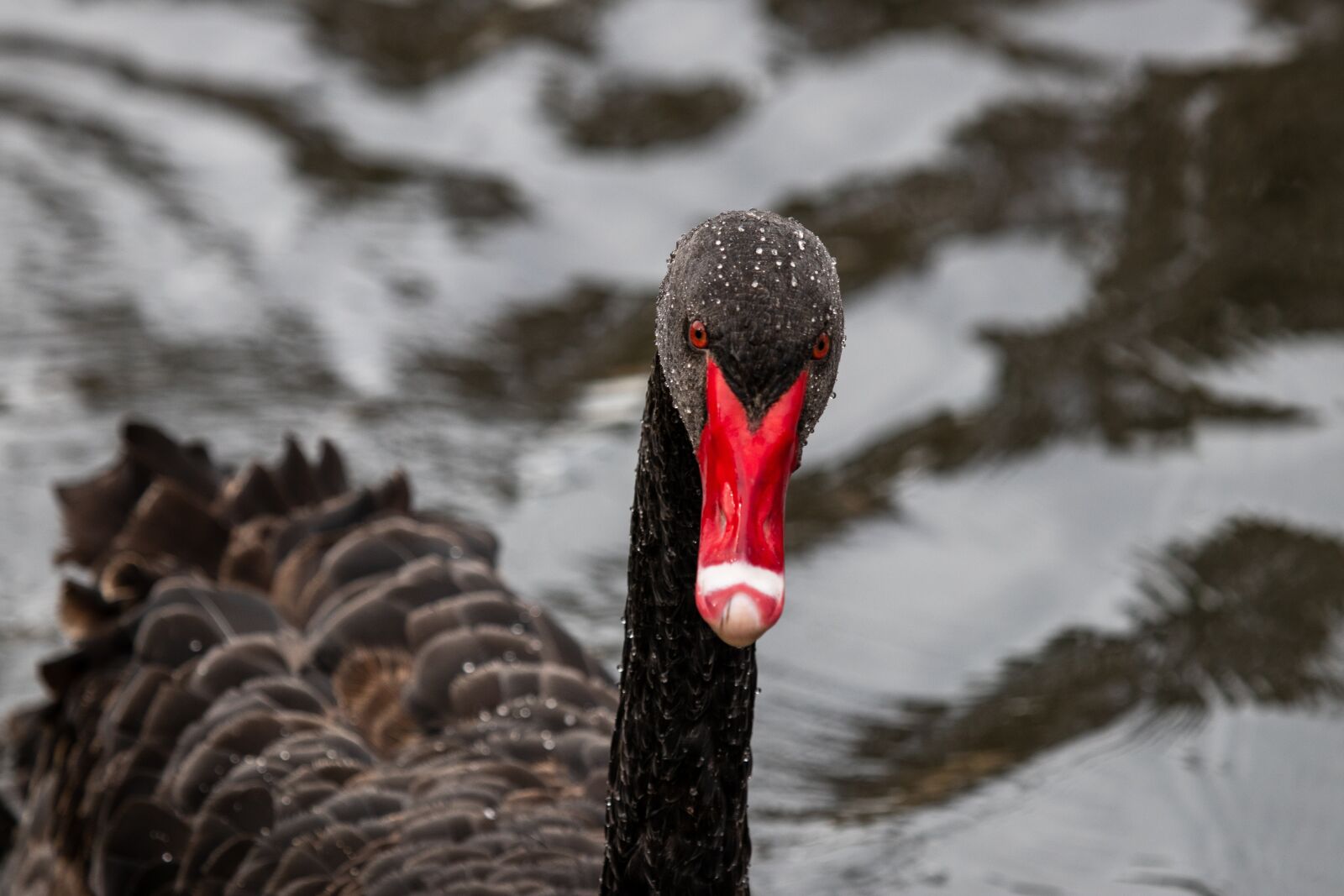 Canon EF 100-400mm F4.5-5.6L IS USM sample photo. Black swan, swan, wild photography
