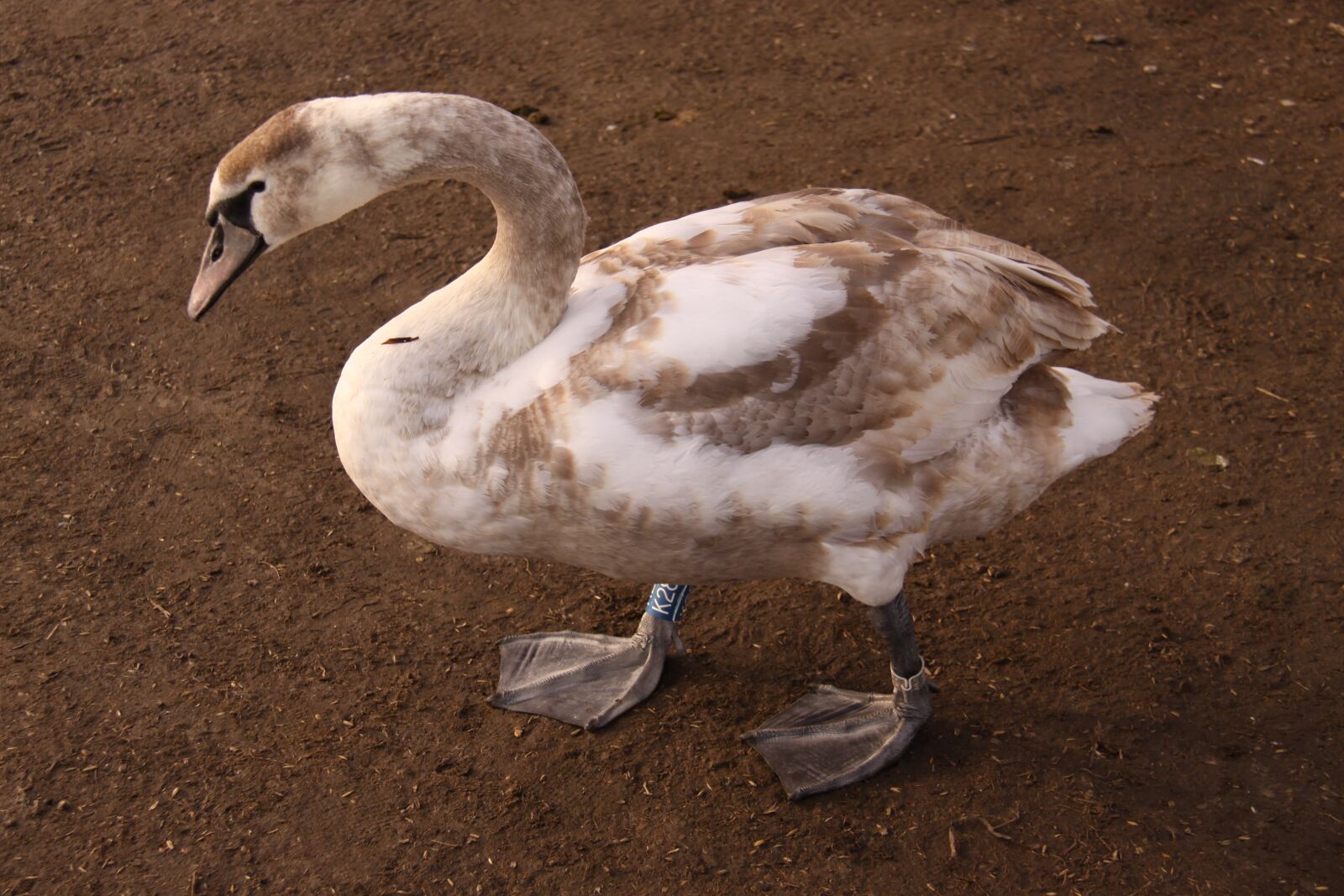 Canon EOS 50D sample photo. Swan young, bird, natural photography