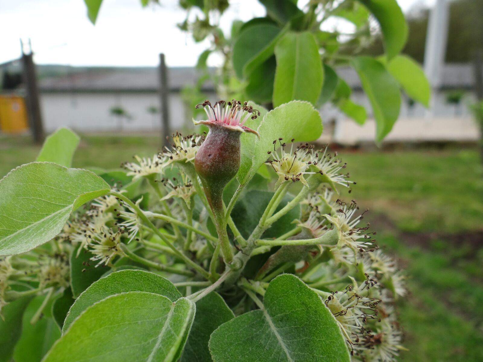 Sony DSC-HX200V sample photo. Pear grows, pear, tree photography