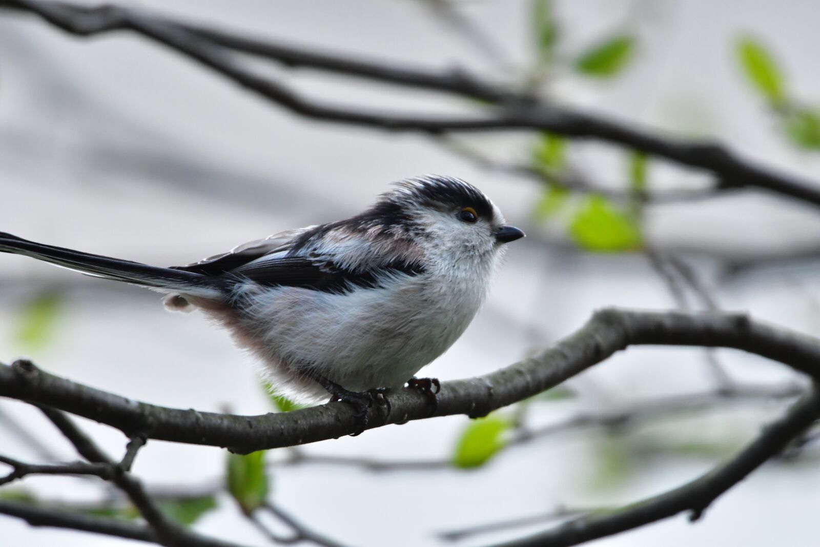 Nikon D500 sample photo. Natural, outdoors, bird photography