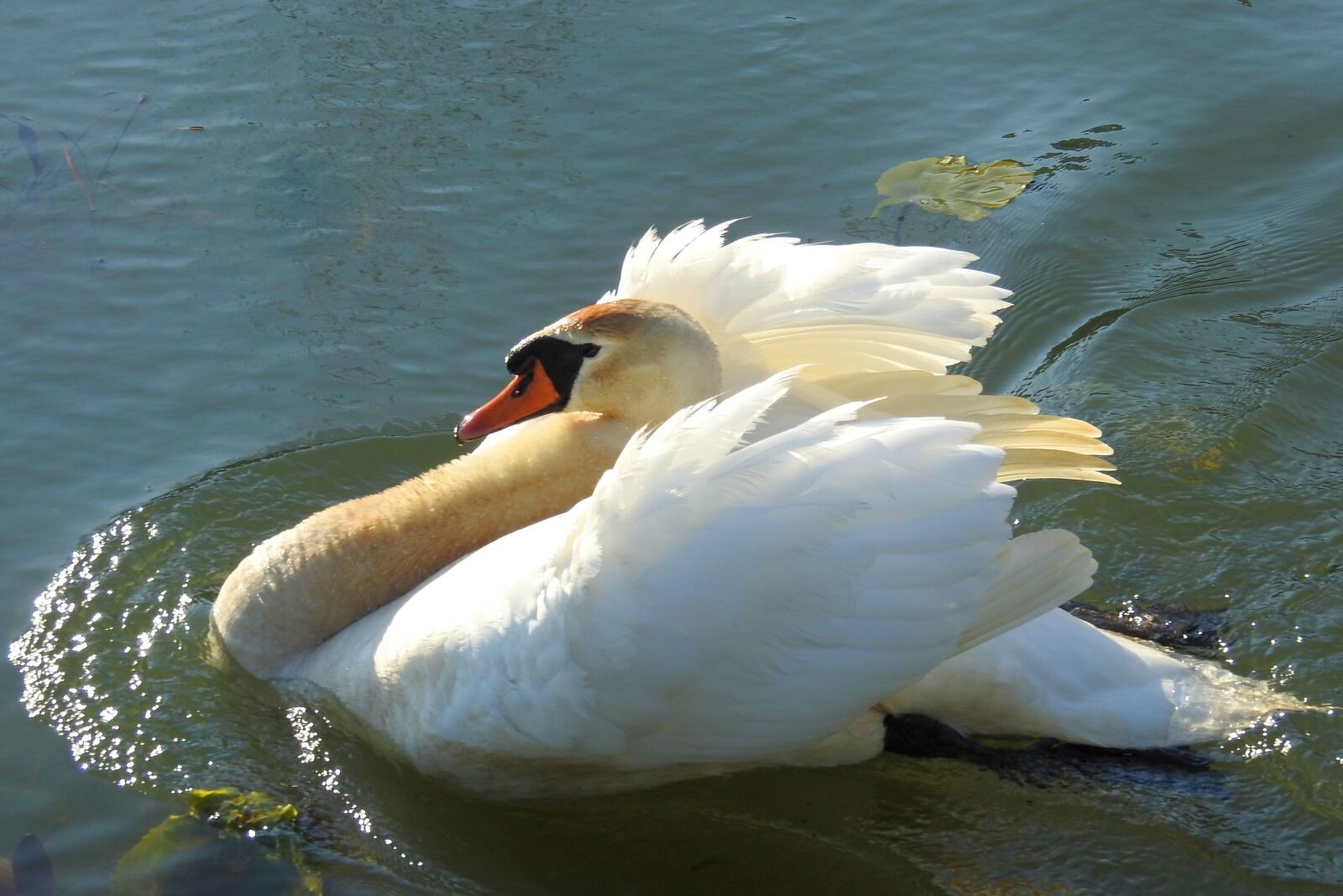 Nikon Coolpix P900 sample photo. Swan, waters, bird photography