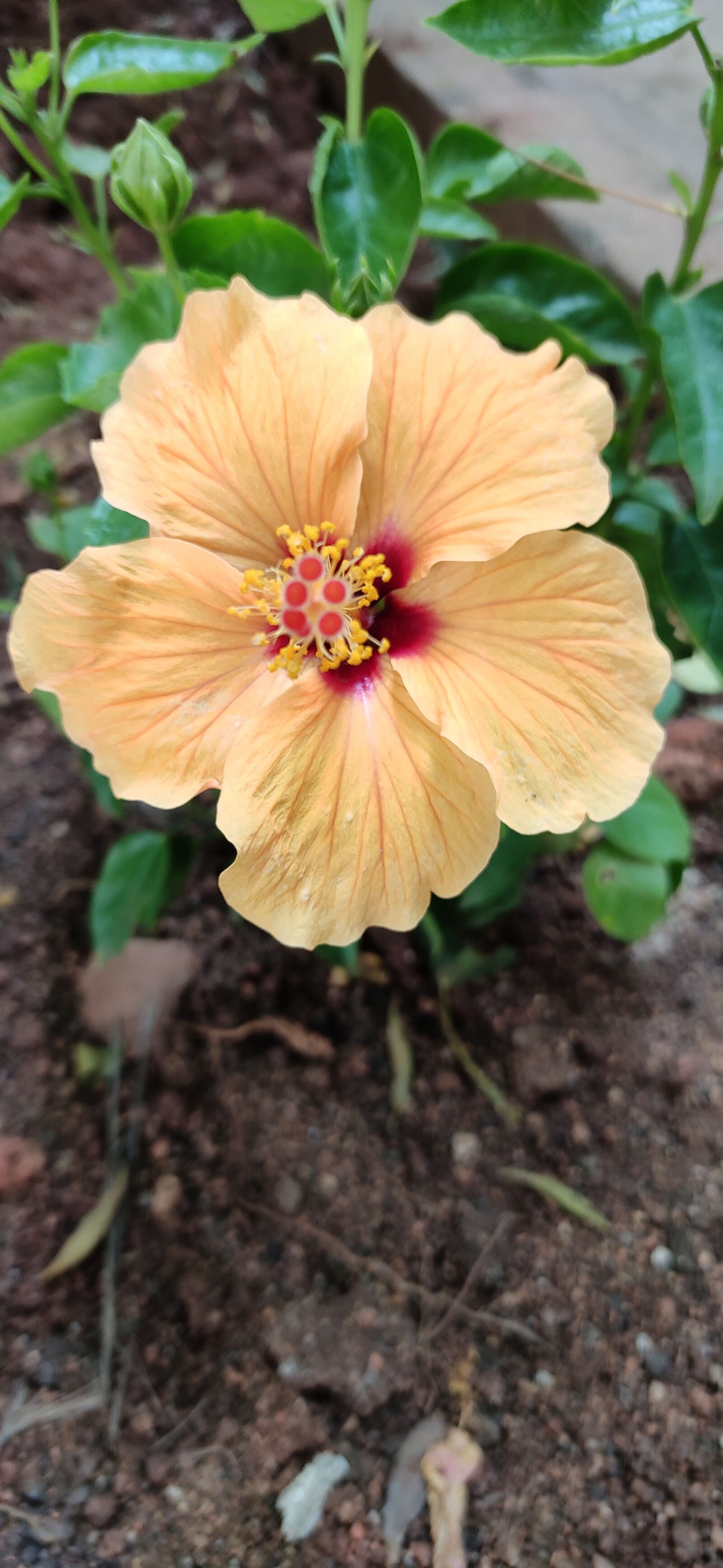 Xiaomi Redmi Note 7 Pro sample photo. Hibiscus, flower, yellow photography