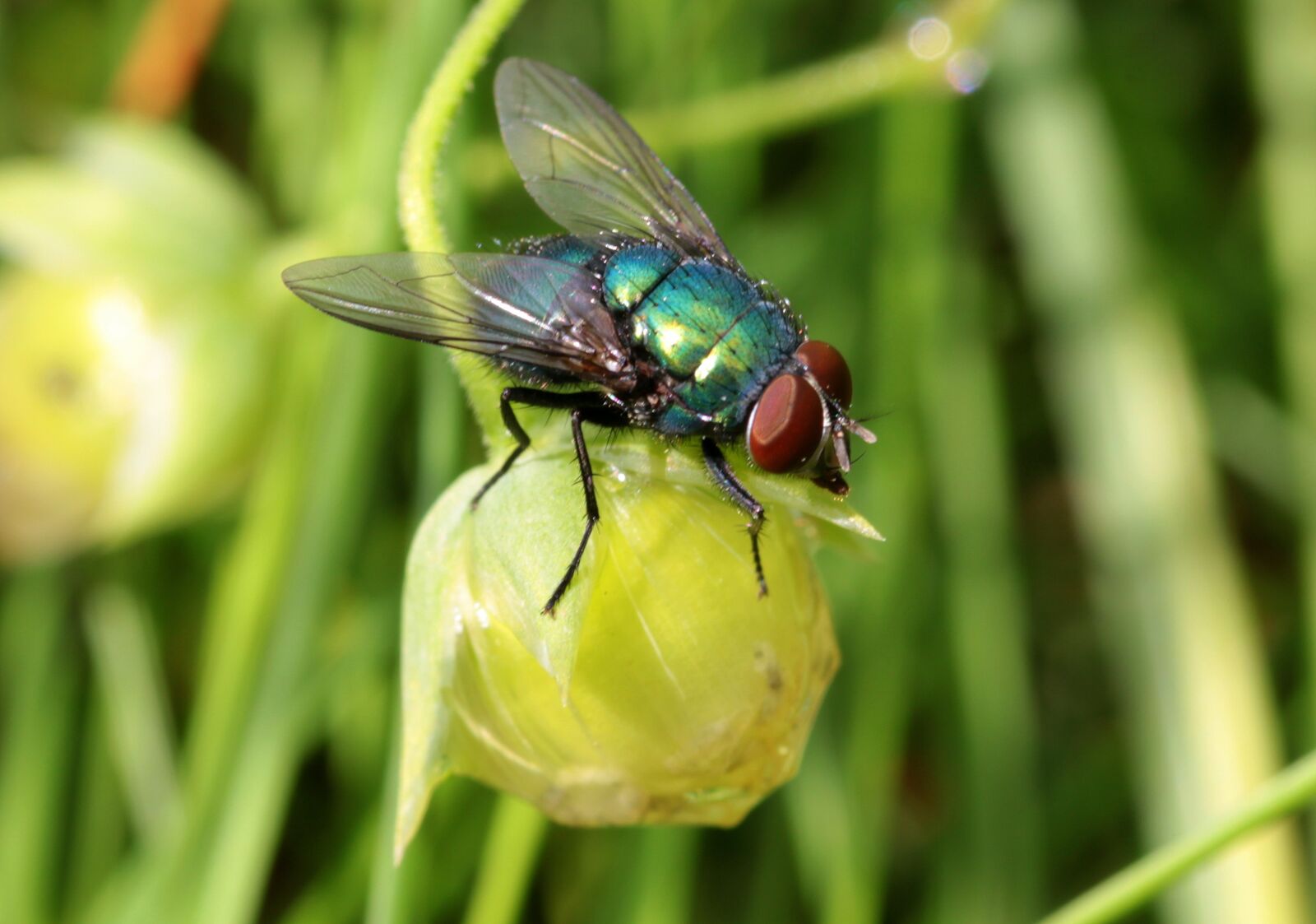 Canon EOS 650D (EOS Rebel T4i / EOS Kiss X6i) sample photo. Fly, bluebottle, calliphoridae photography