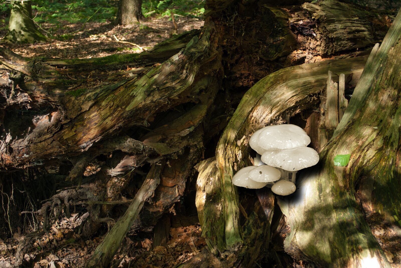 Nikon D3000 sample photo. Porcelain fungus, tree stump photography