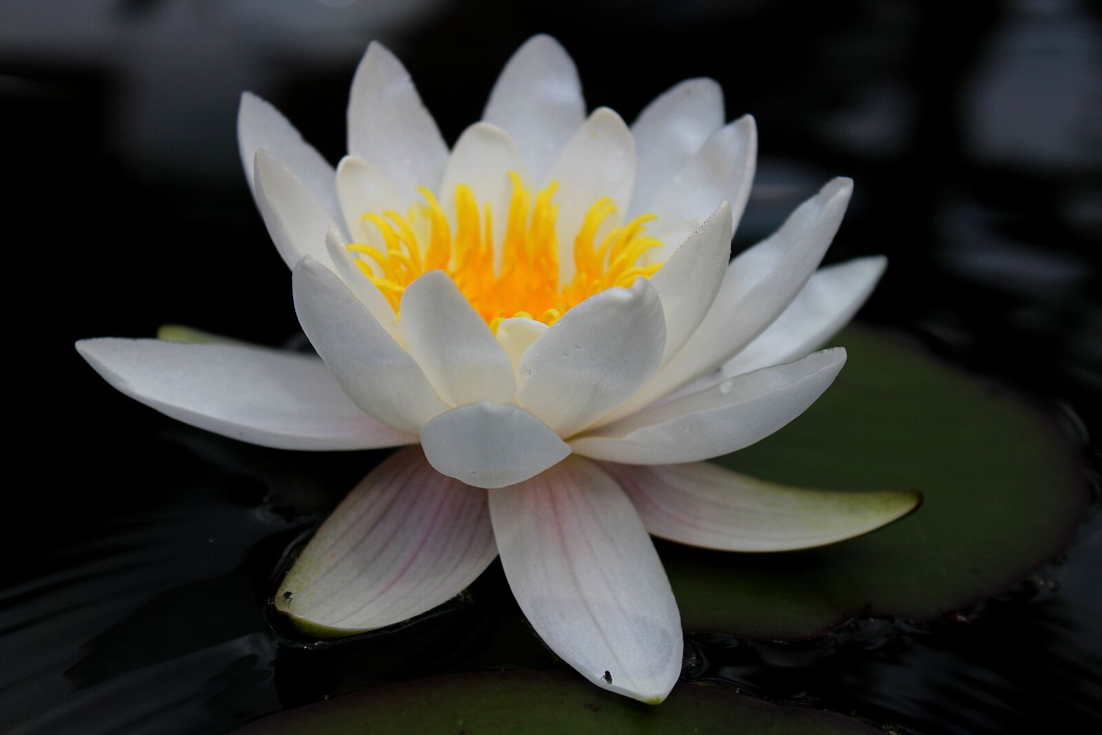 Canon EOS 1300D (EOS Rebel T6 / EOS Kiss X80) sample photo. Water lily, aquatic plant photography