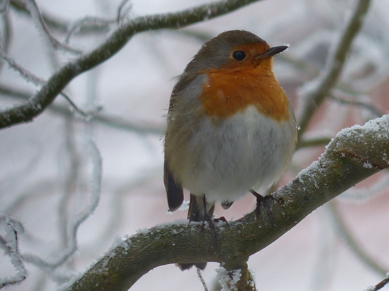 Panasonic Lumix DMC-FZ200 sample photo. Robin, bird, nature photography