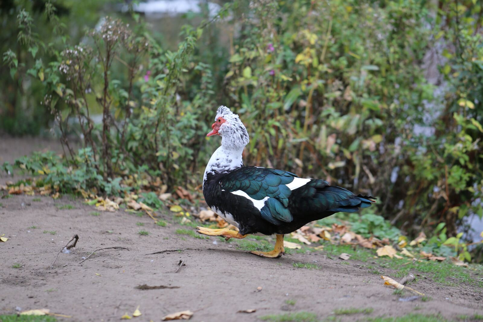 Canon EF 100mm F2.8L Macro IS USM sample photo. Indoutka, duck, ugly duck photography