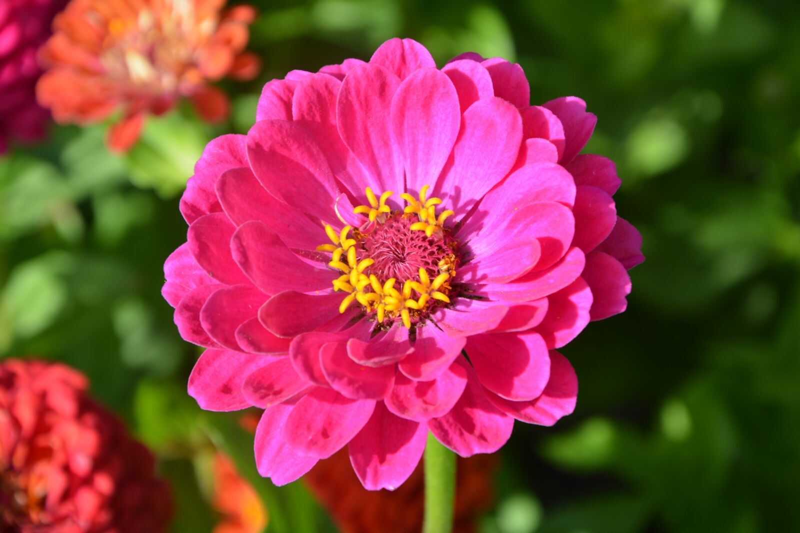 Nikon D5200 sample photo. Flower, flower color pink photography