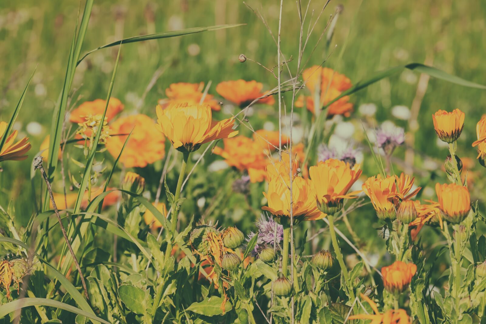 Fujifilm XF 55-200mm F3.5-4.8 R LM OIS sample photo. Marigold, calendula, medicinal plant photography
