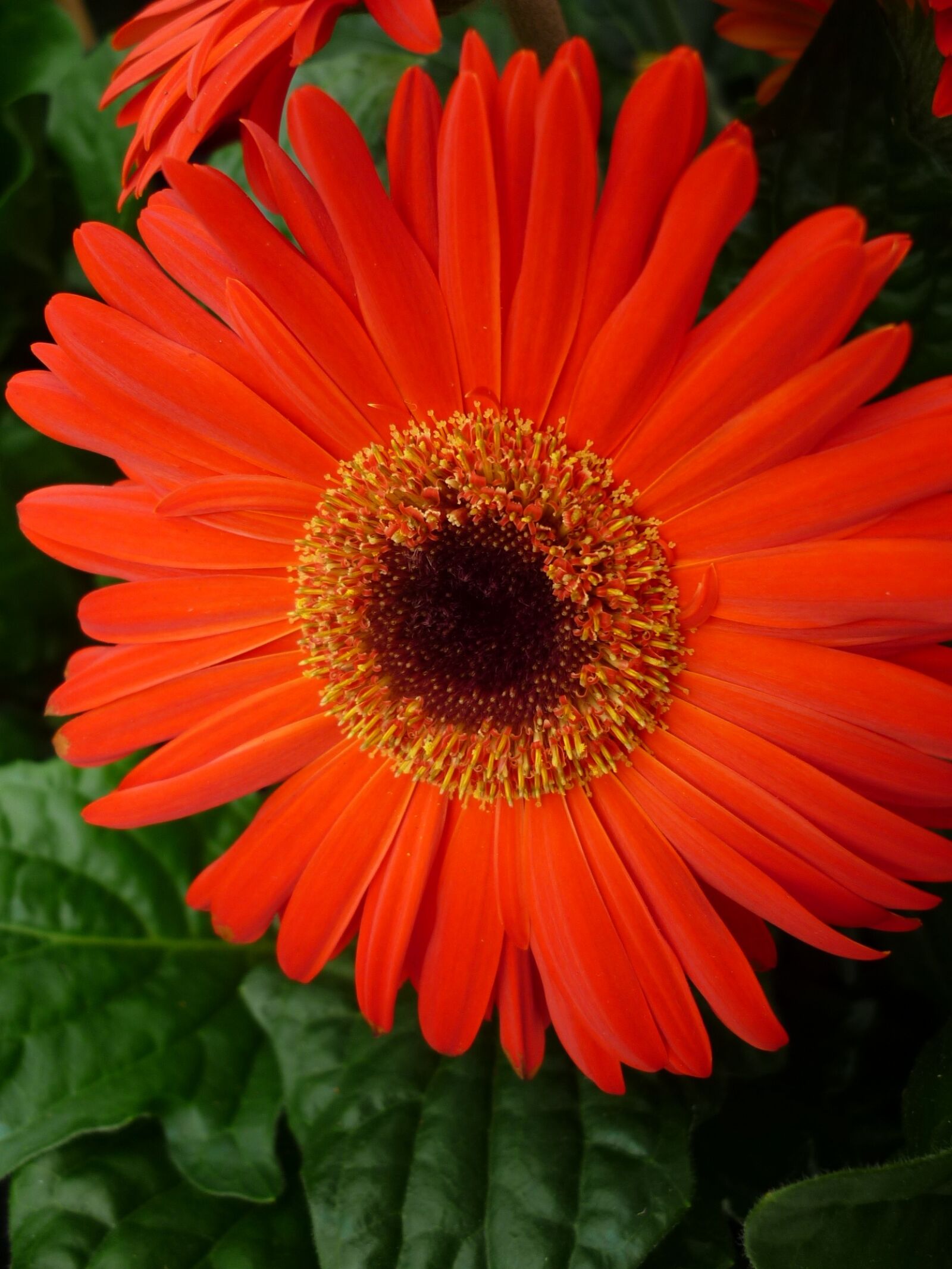 Panasonic Lumix DMC-FS6 sample photo. Gerbera, reddish-orange, blossom photography