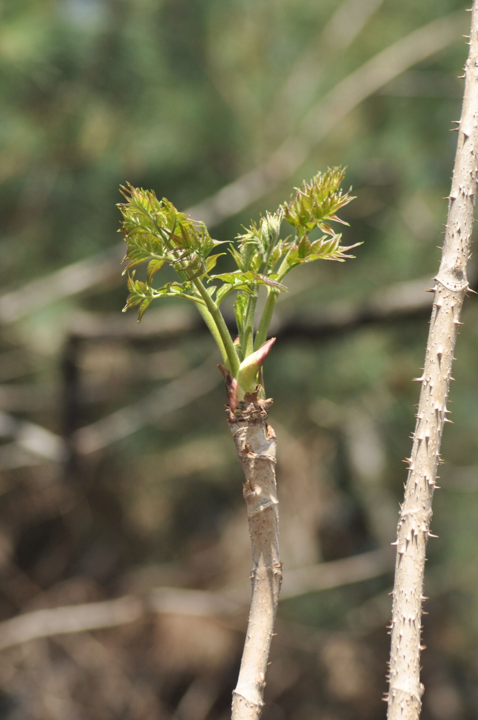 Nikon D90 sample photo. Two different, herbs, spring photography