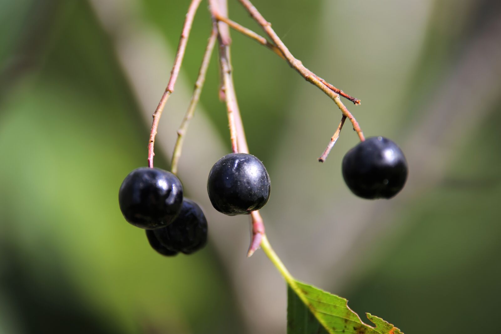 Tamron 70-210mm F4 Di VC USD sample photo. Aronia berries, black chokeberry photography