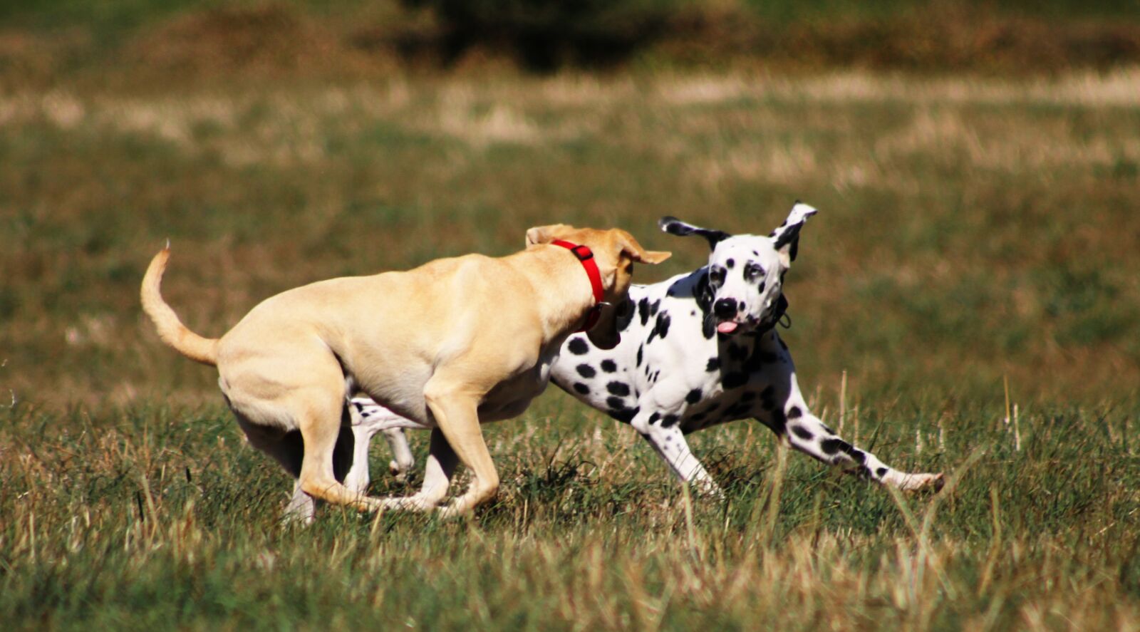 Canon EF75-300mm f/4-5.6 sample photo. Dog, play, batons photography