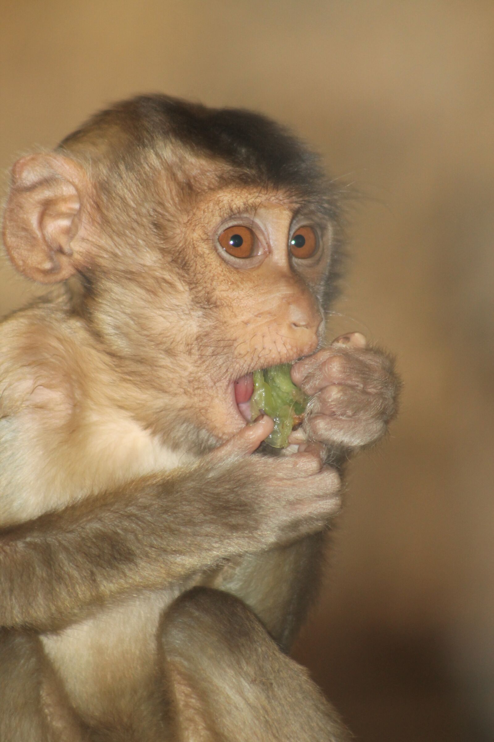 Canon EF75-300mm f/4-5.6 sample photo. Monkey, baby monkey, animal photography
