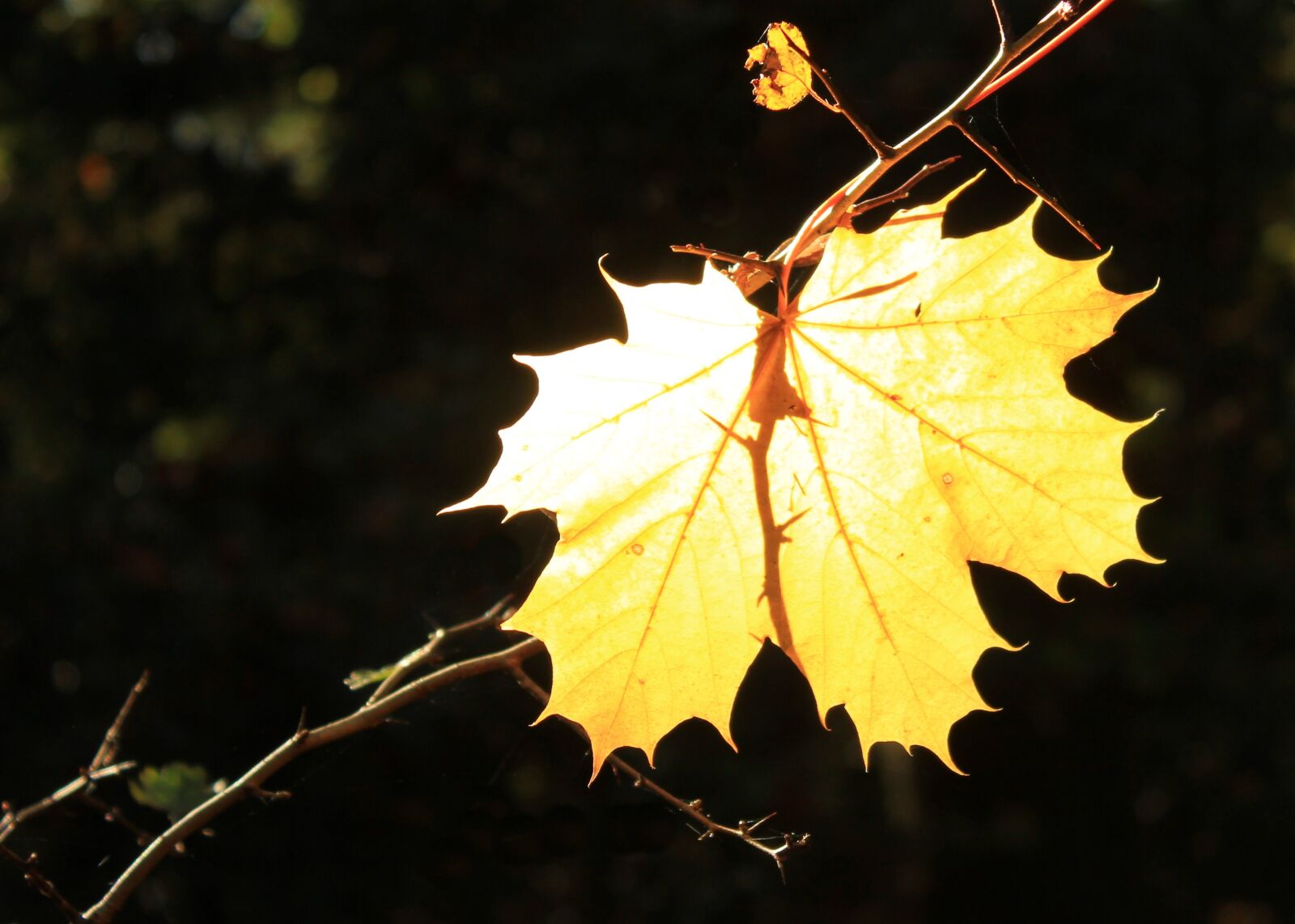 Canon EOS 550D (EOS Rebel T2i / EOS Kiss X4) sample photo. Leaf, autumn, backlighting photography