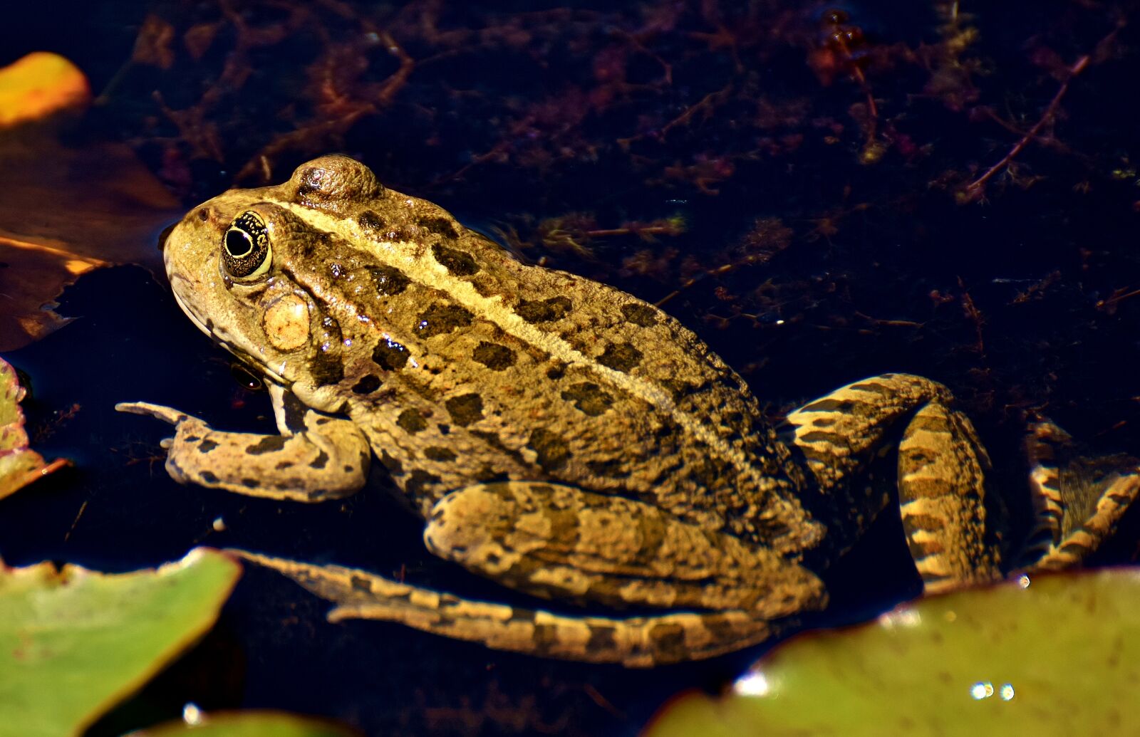Nikon D7200 sample photo. Frog, pond, animal photography