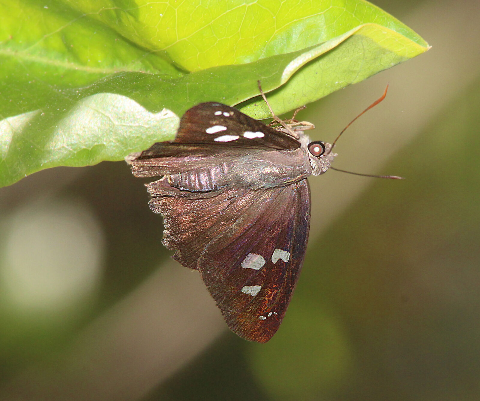 Canon EF 300mm F4L IS USM sample photo