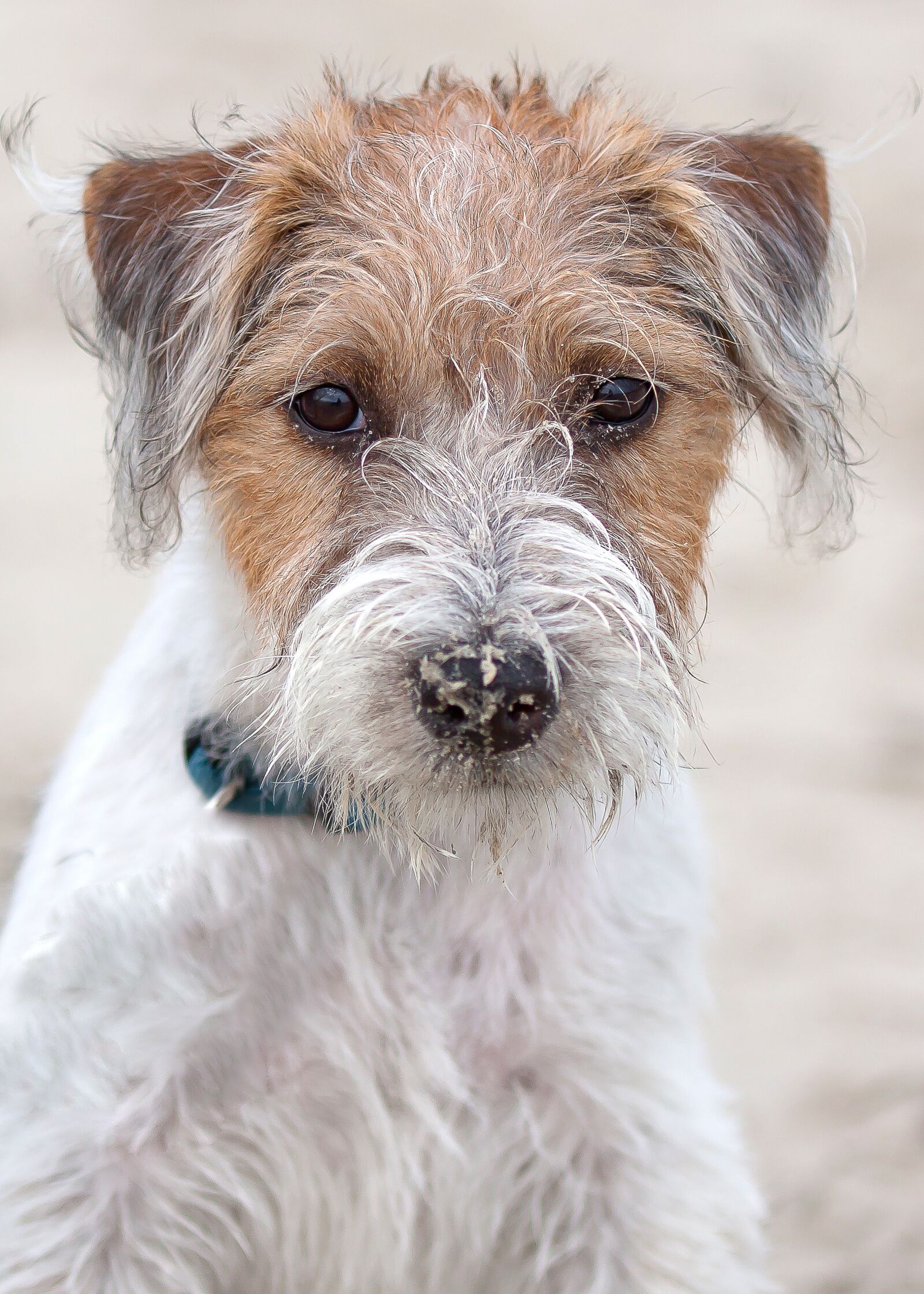 Canon EOS 50D sample photo. Dog, terrier, parson photography
