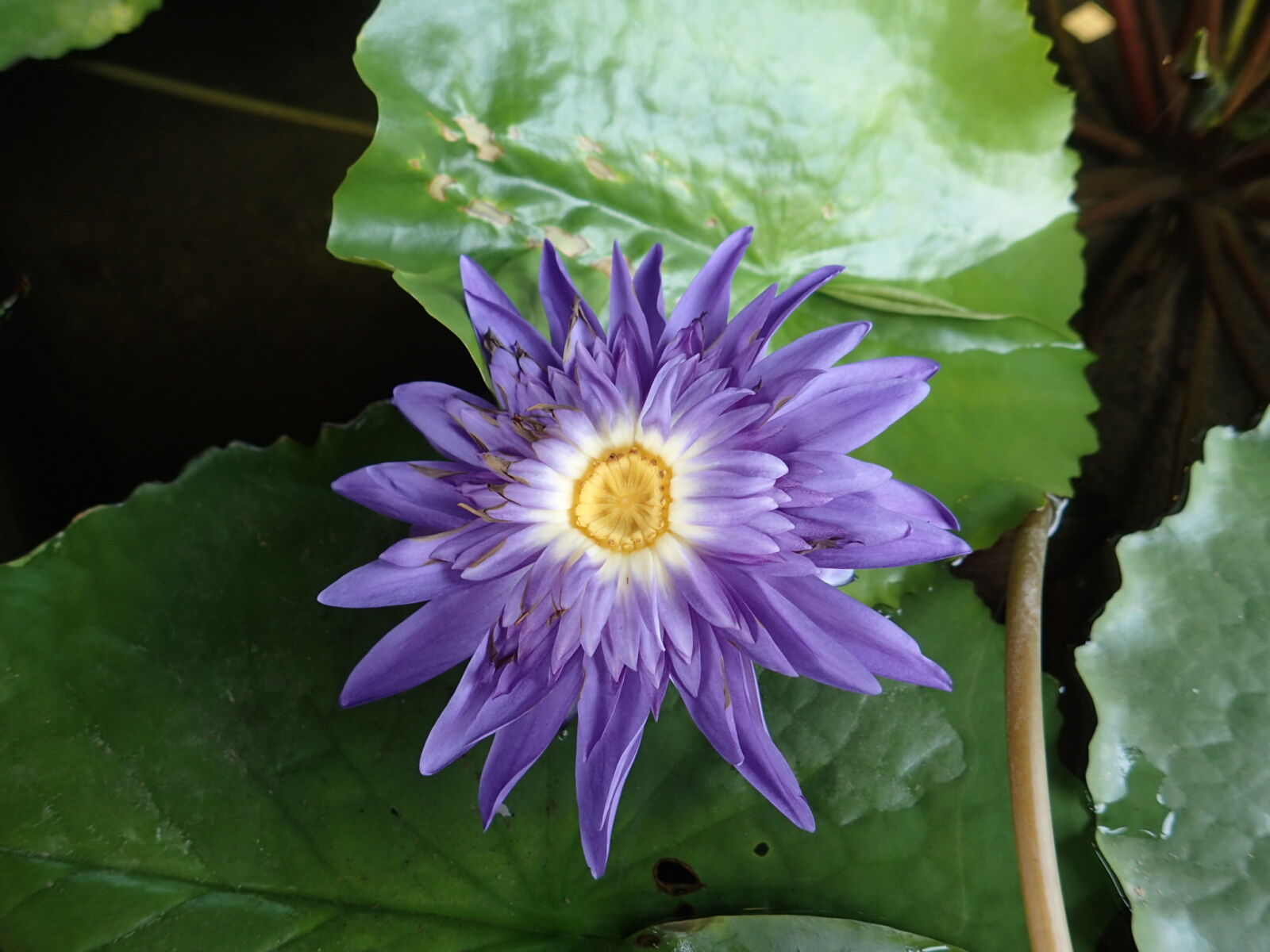 Olympus TG-4 sample photo. Lotus photography