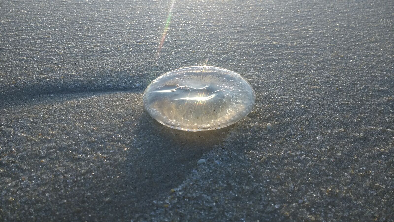 Motorola Moto G (4) sample photo. Jellyfish, mar, beach photography