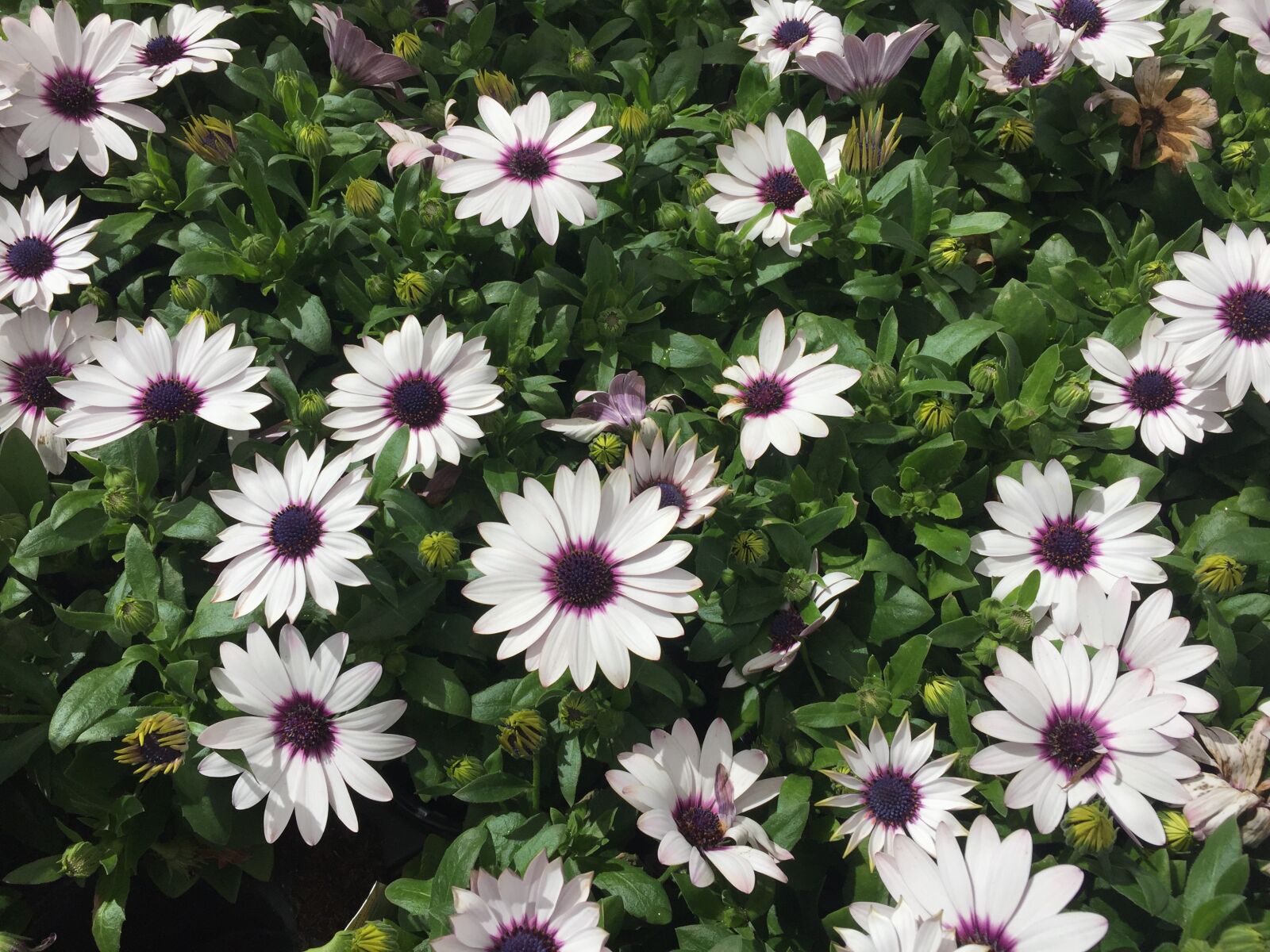 Apple iPhone 6 sample photo. Purple flowers, flowers, a photography