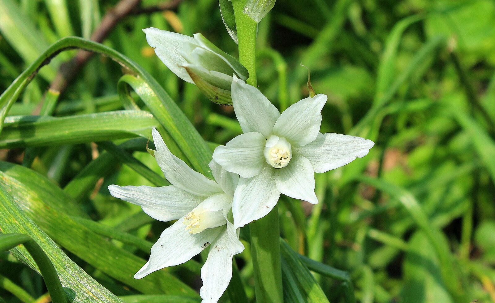 Canon EOS 1200D (EOS Rebel T5 / EOS Kiss X70 / EOS Hi) sample photo. Spring, april, white flowers photography