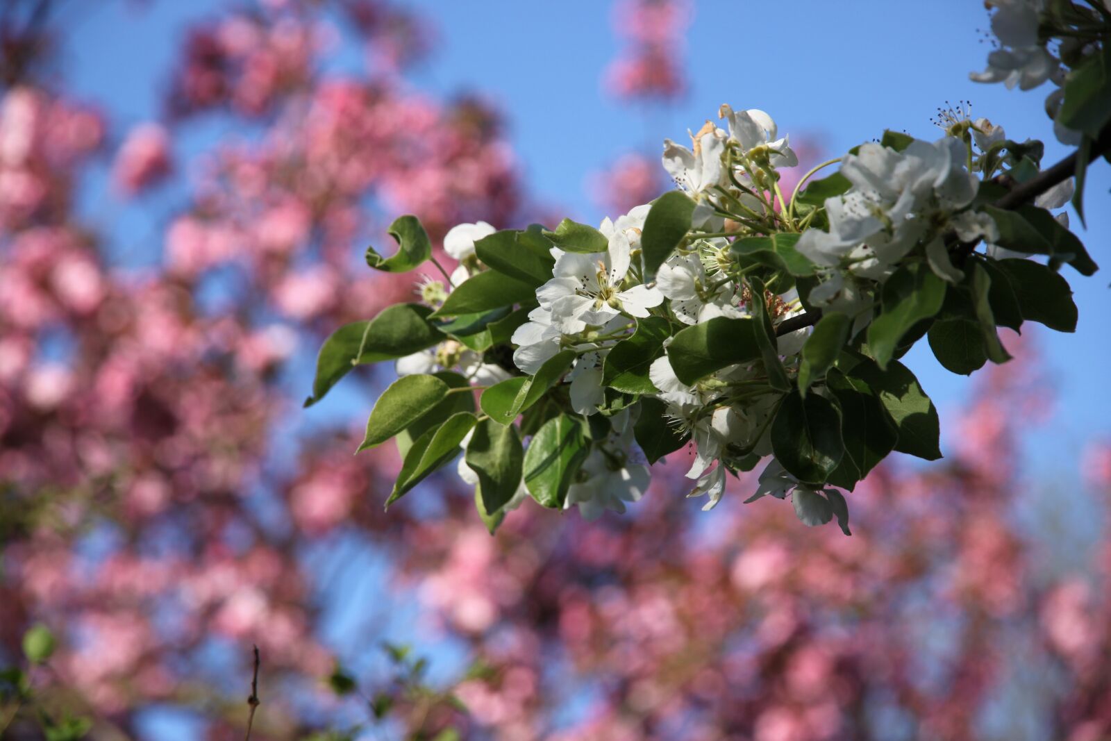 Canon EOS 500D (EOS Rebel T1i / EOS Kiss X3) sample photo. Blossom, bloom, pear photography