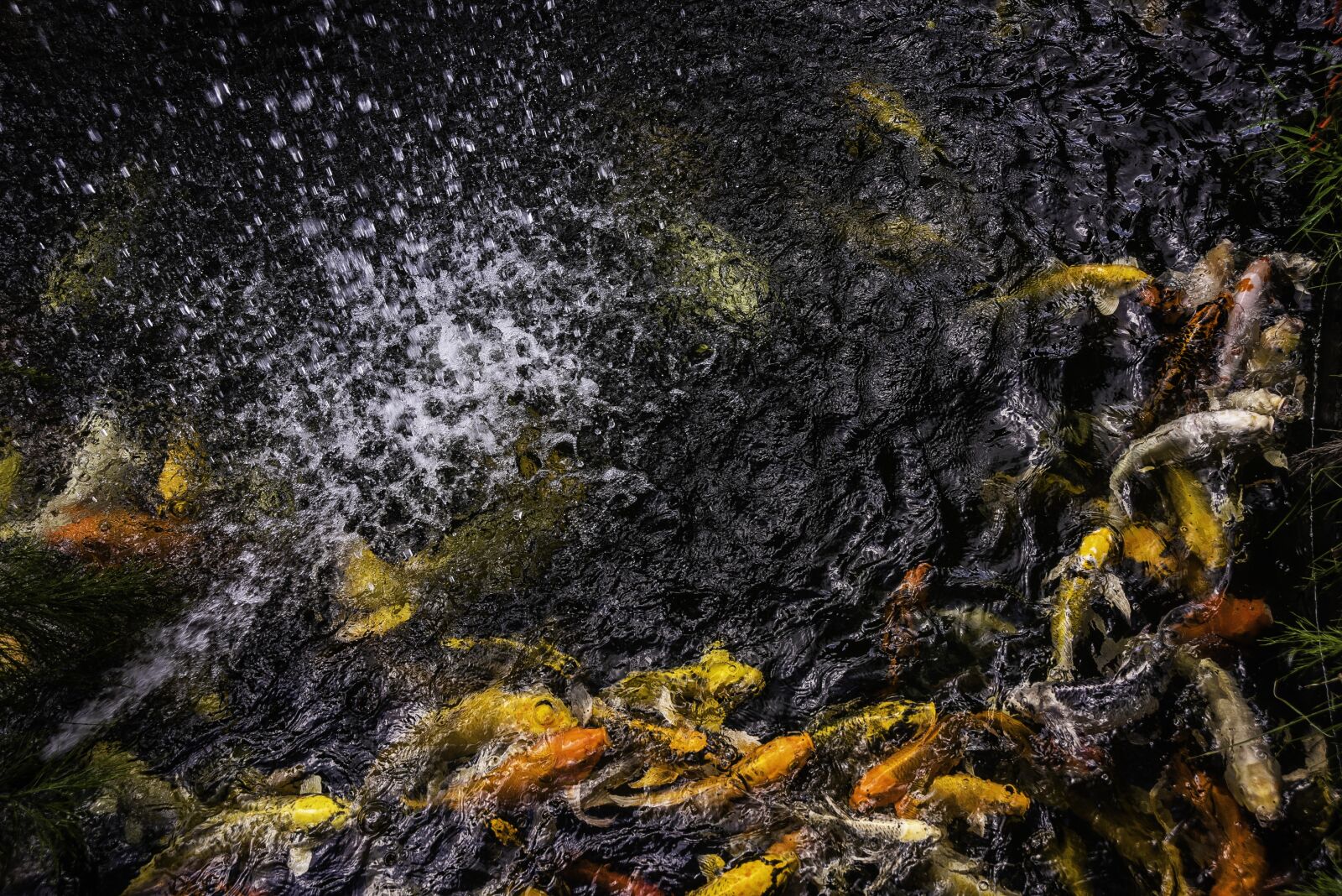 Nikon D810 sample photo. Pond, fish, koi photography
