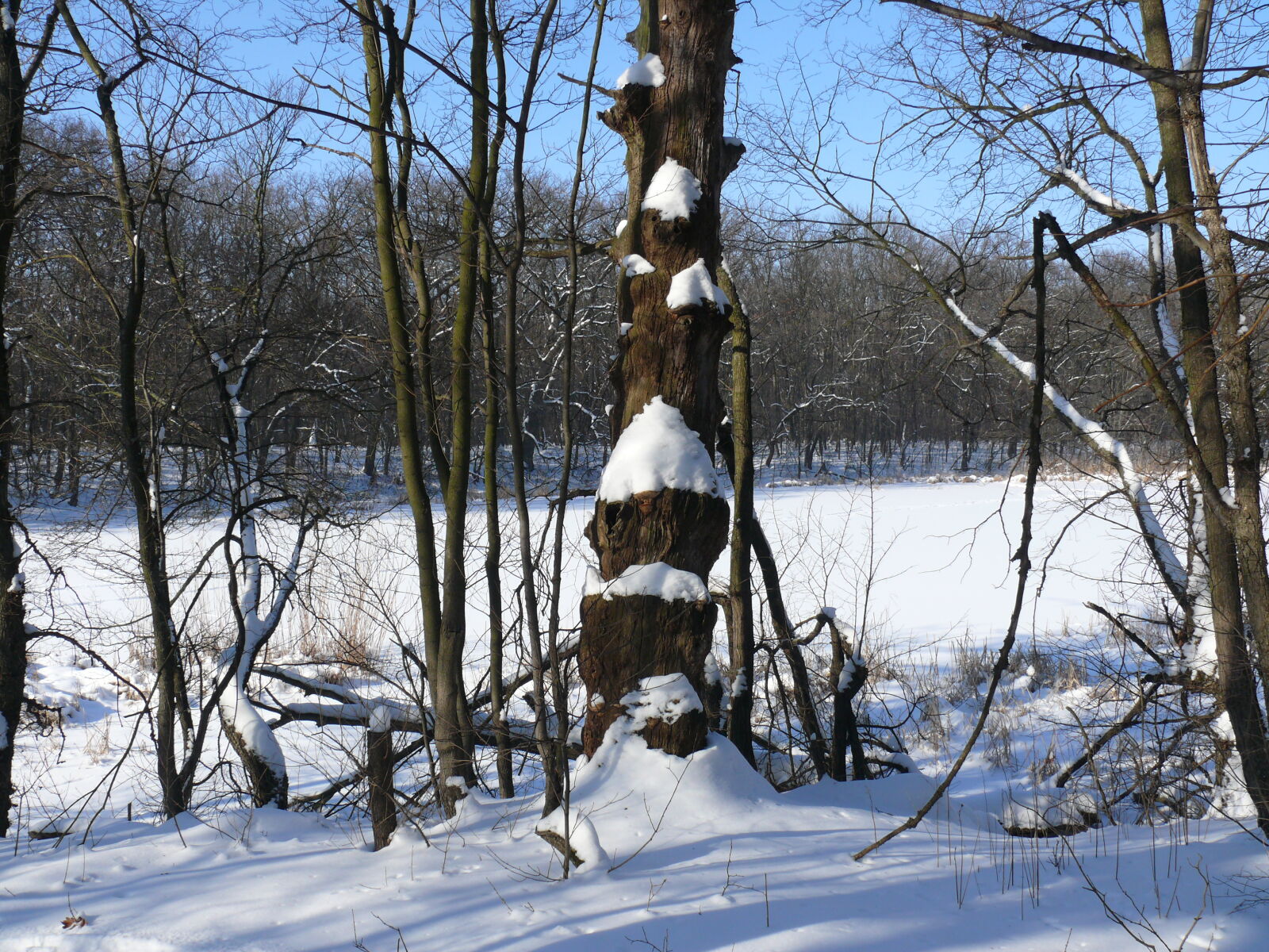 Panasonic DMC-FZ50 sample photo. Tree, winter photography