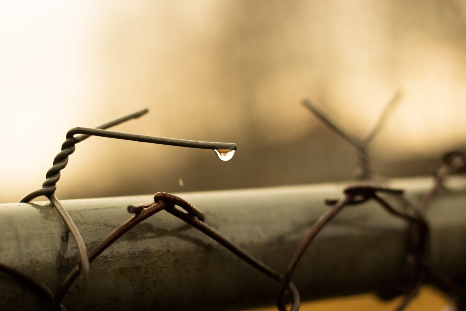 Canon EOS 600D (Rebel EOS T3i / EOS Kiss X5) + Canon EF 50mm F1.8 II sample photo. Drop, fence, drops photography