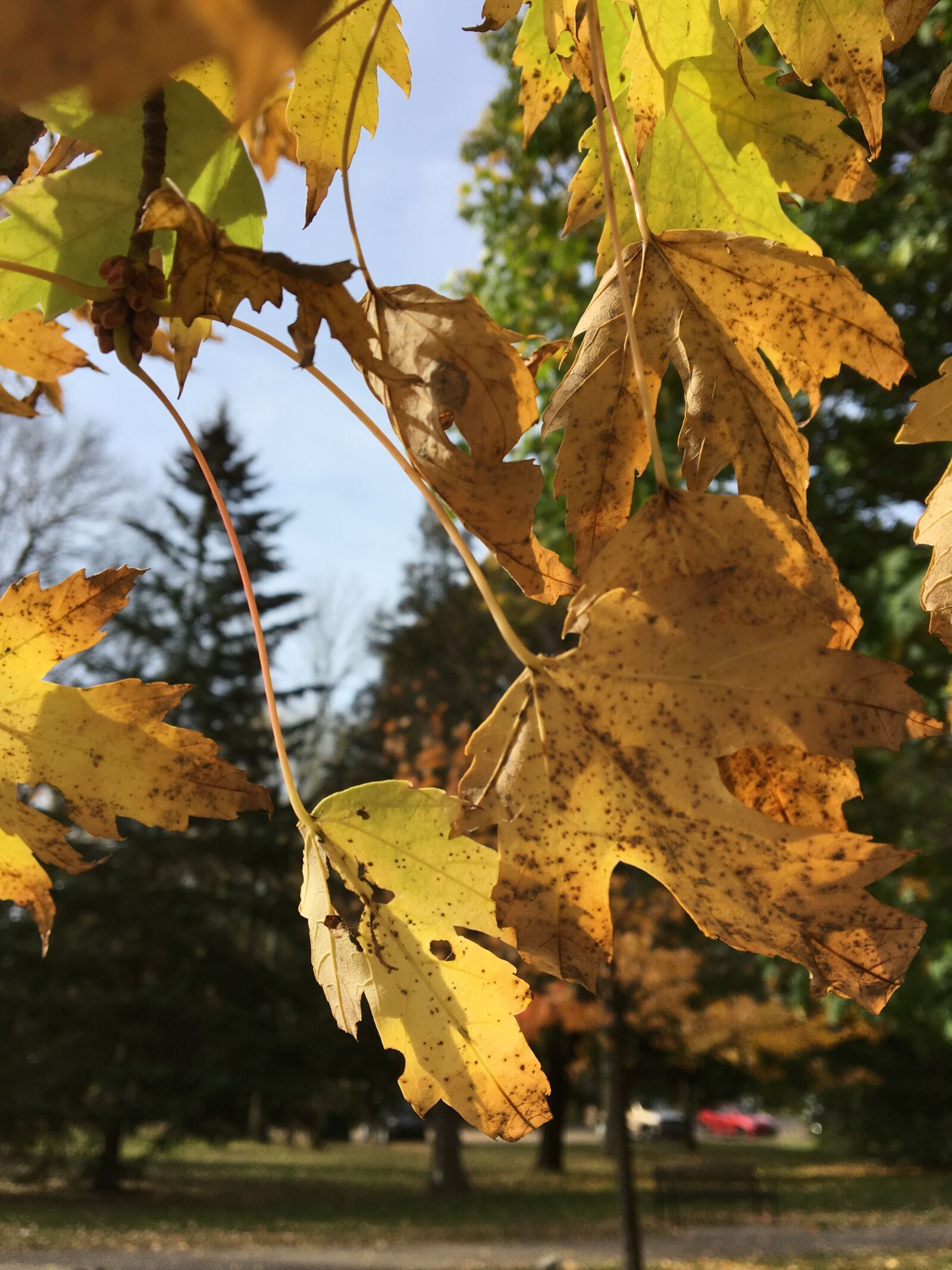 Apple iPhone 6s sample photo. Autumn, leaves, fall photography