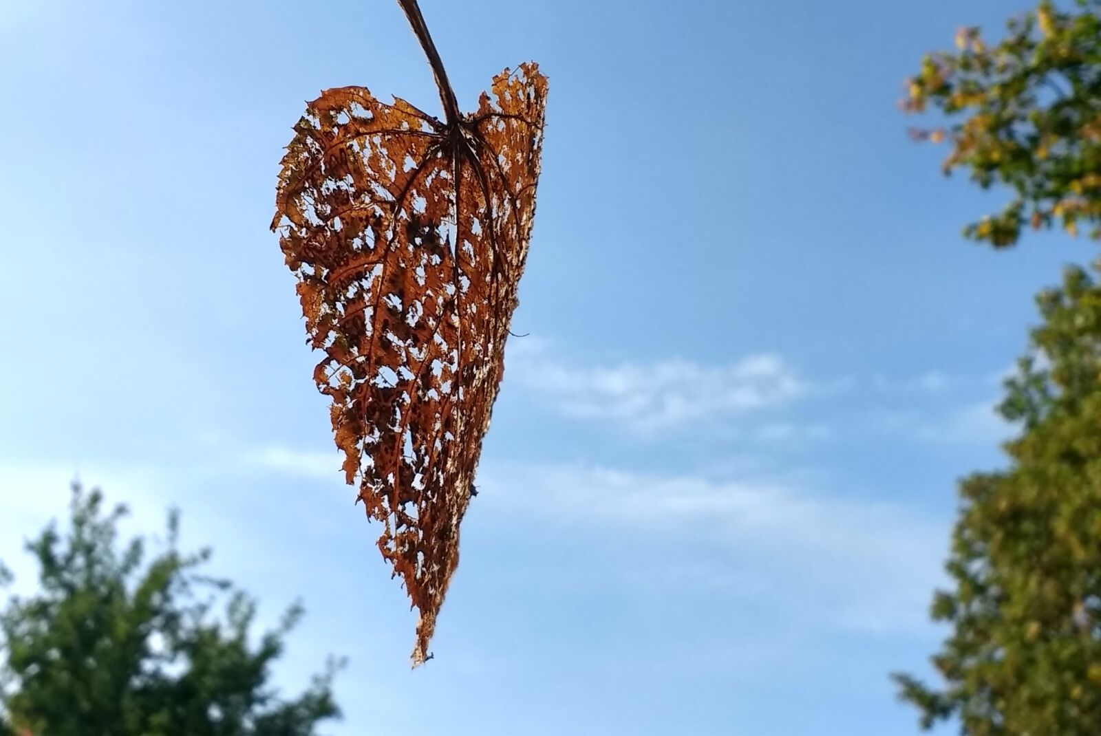 Motorola Moto G (4) sample photo. Autumn, sheet, season photography