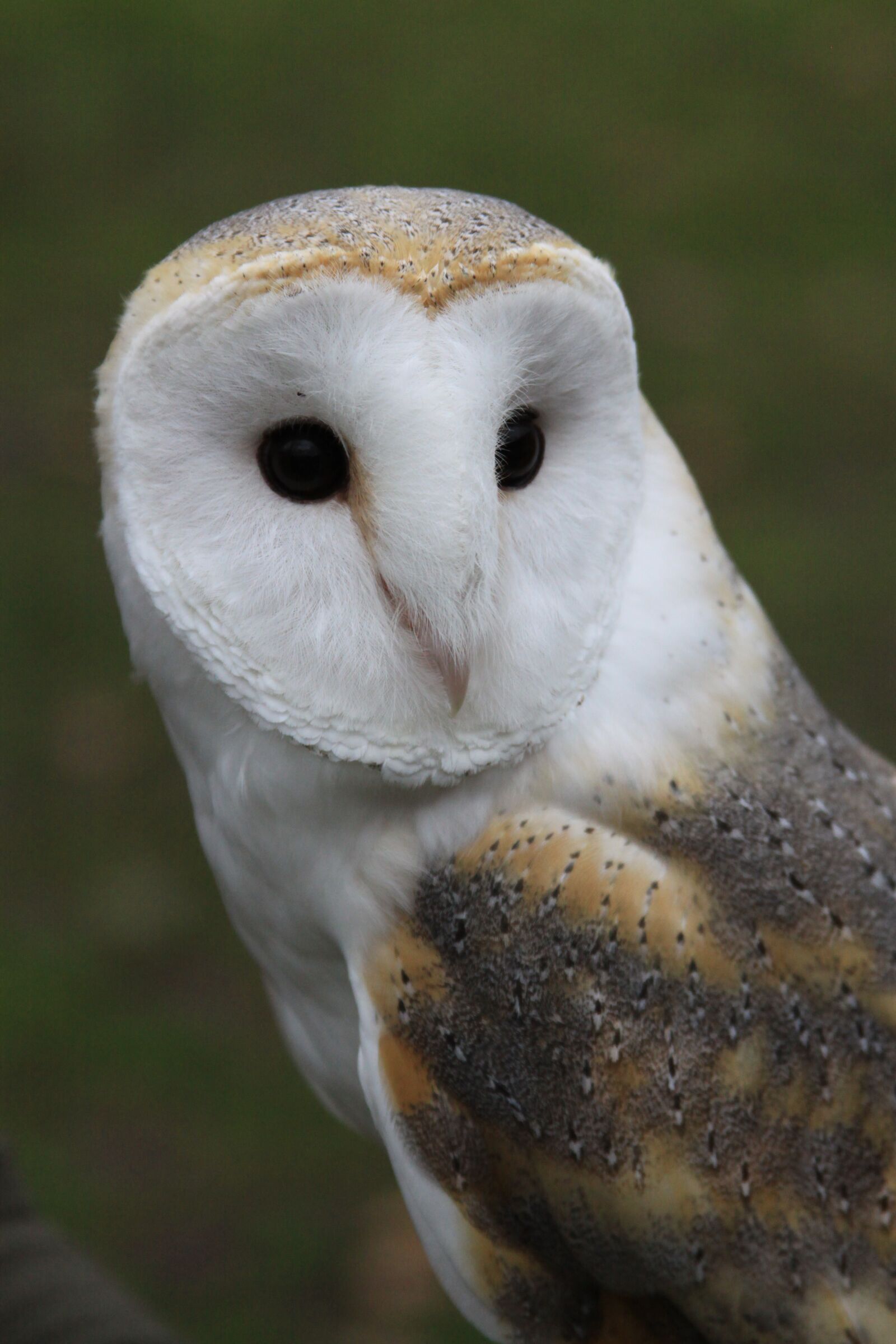 Canon EOS 50D sample photo. Barn owl, owl, bird photography