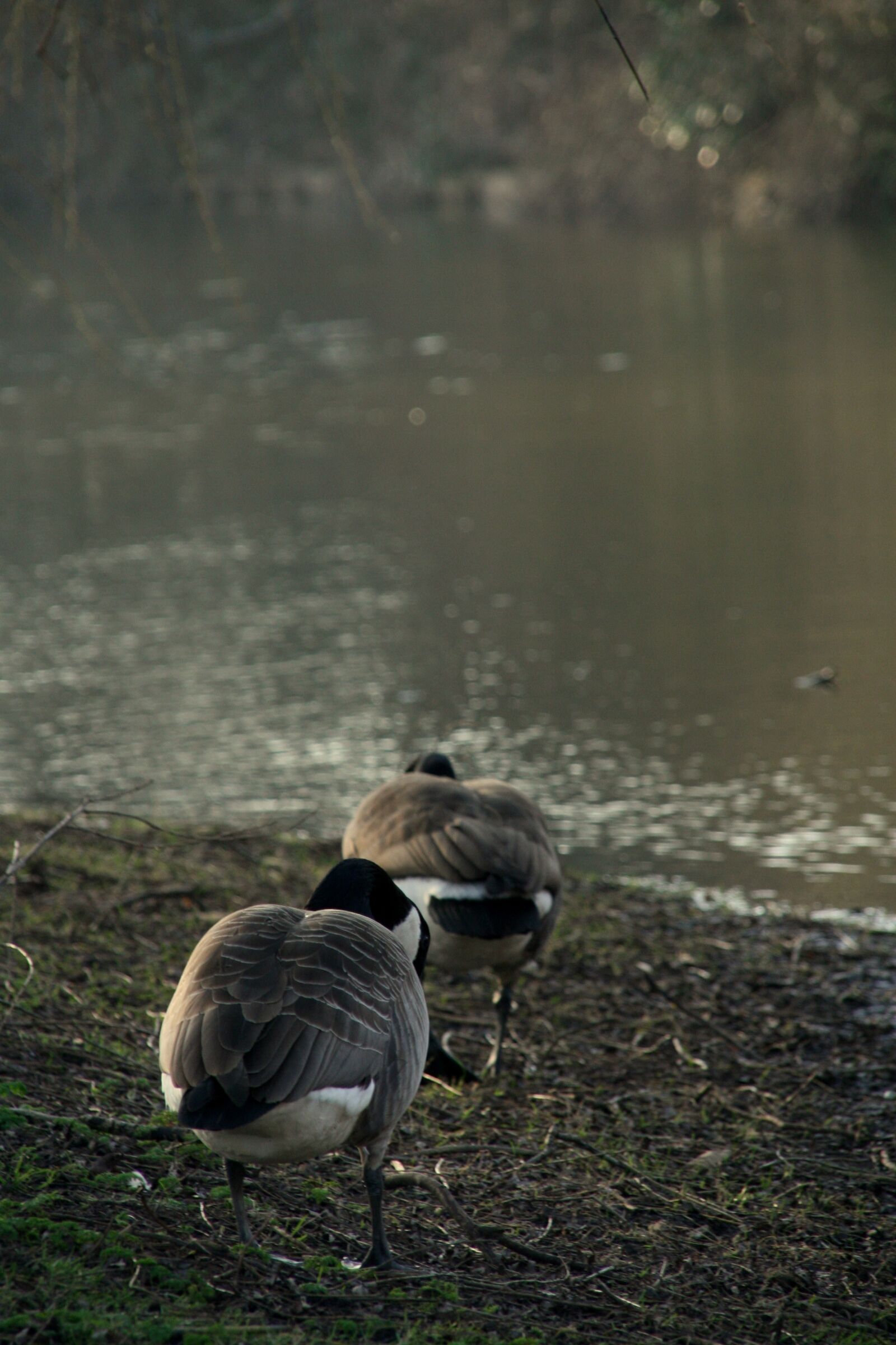 Canon EOS 30D sample photo. Goose, nature, netherlands photography