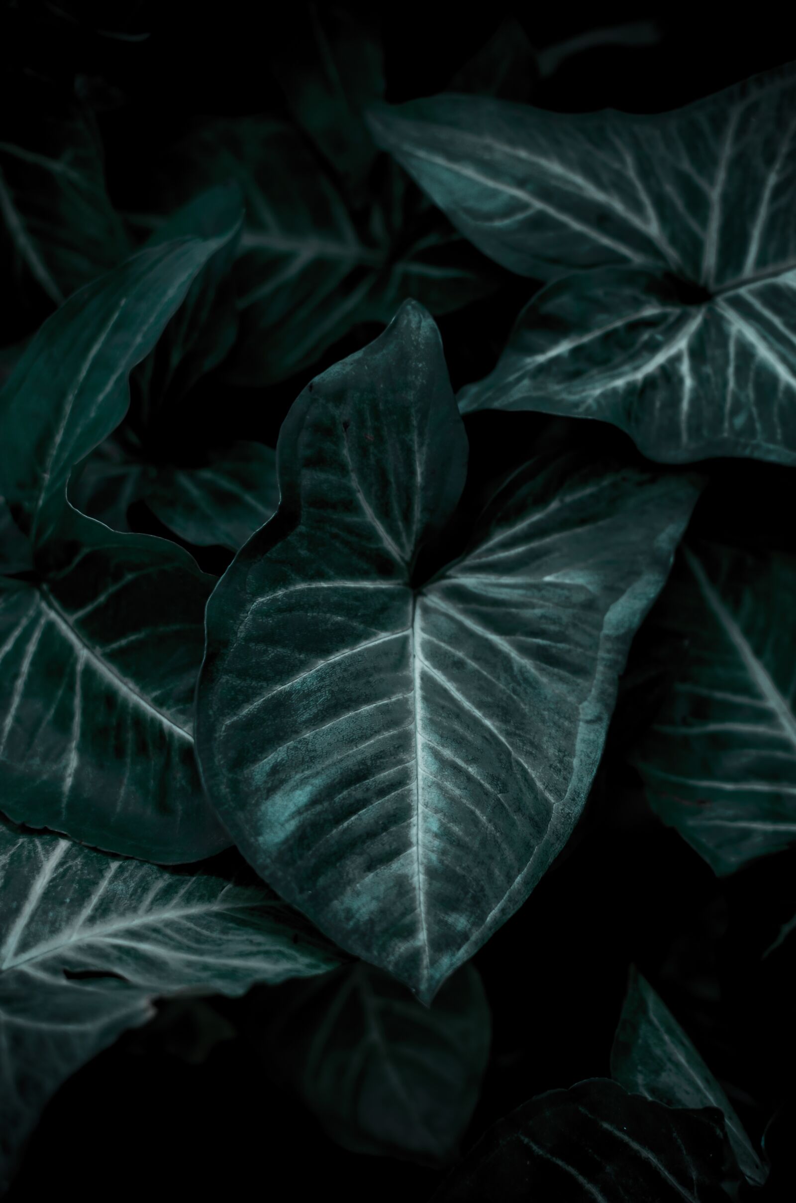 Nikon D5100 sample photo. Wallpaper, green, leaf photography