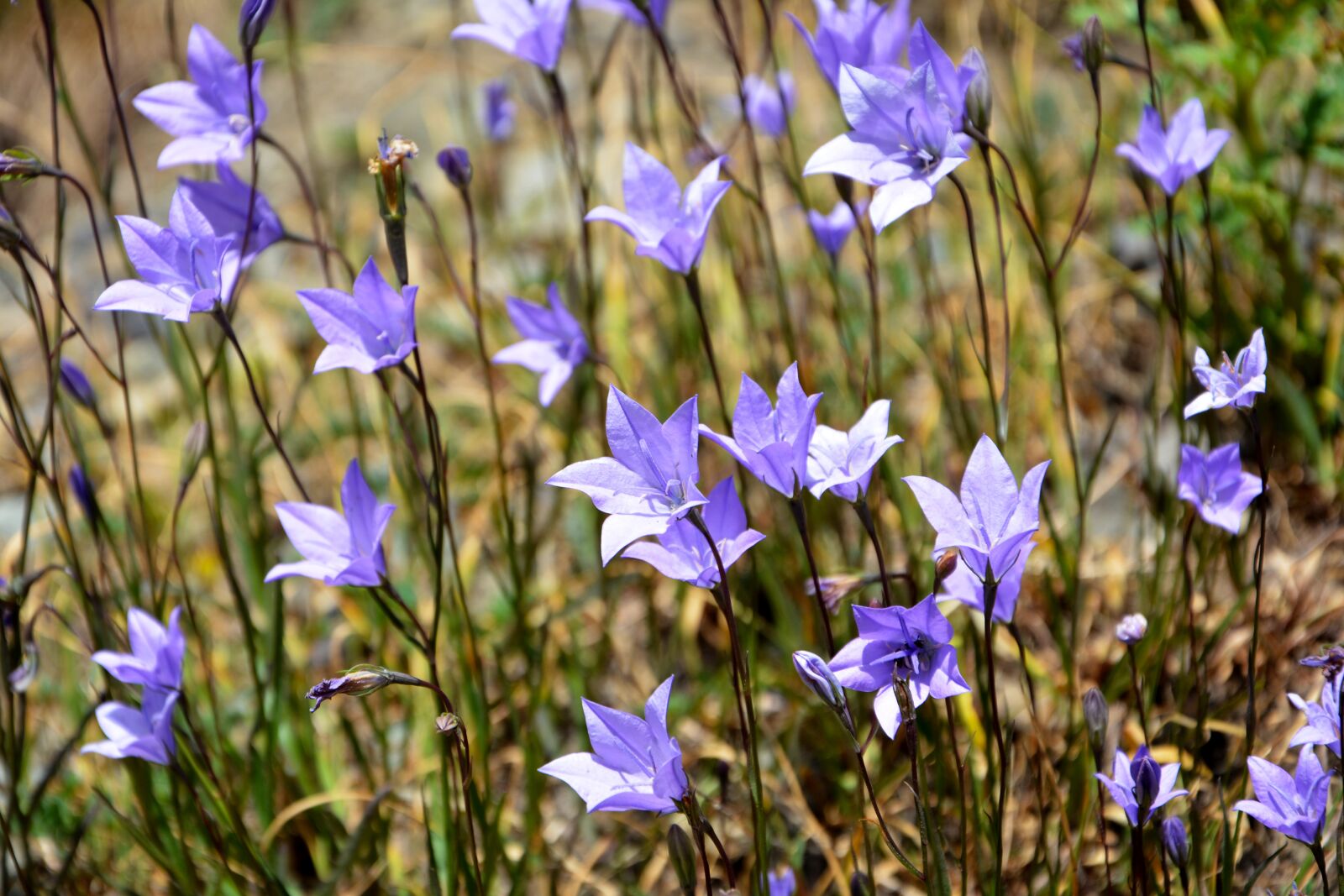 Nikon D7100 sample photo. Flower, nature, macro photography