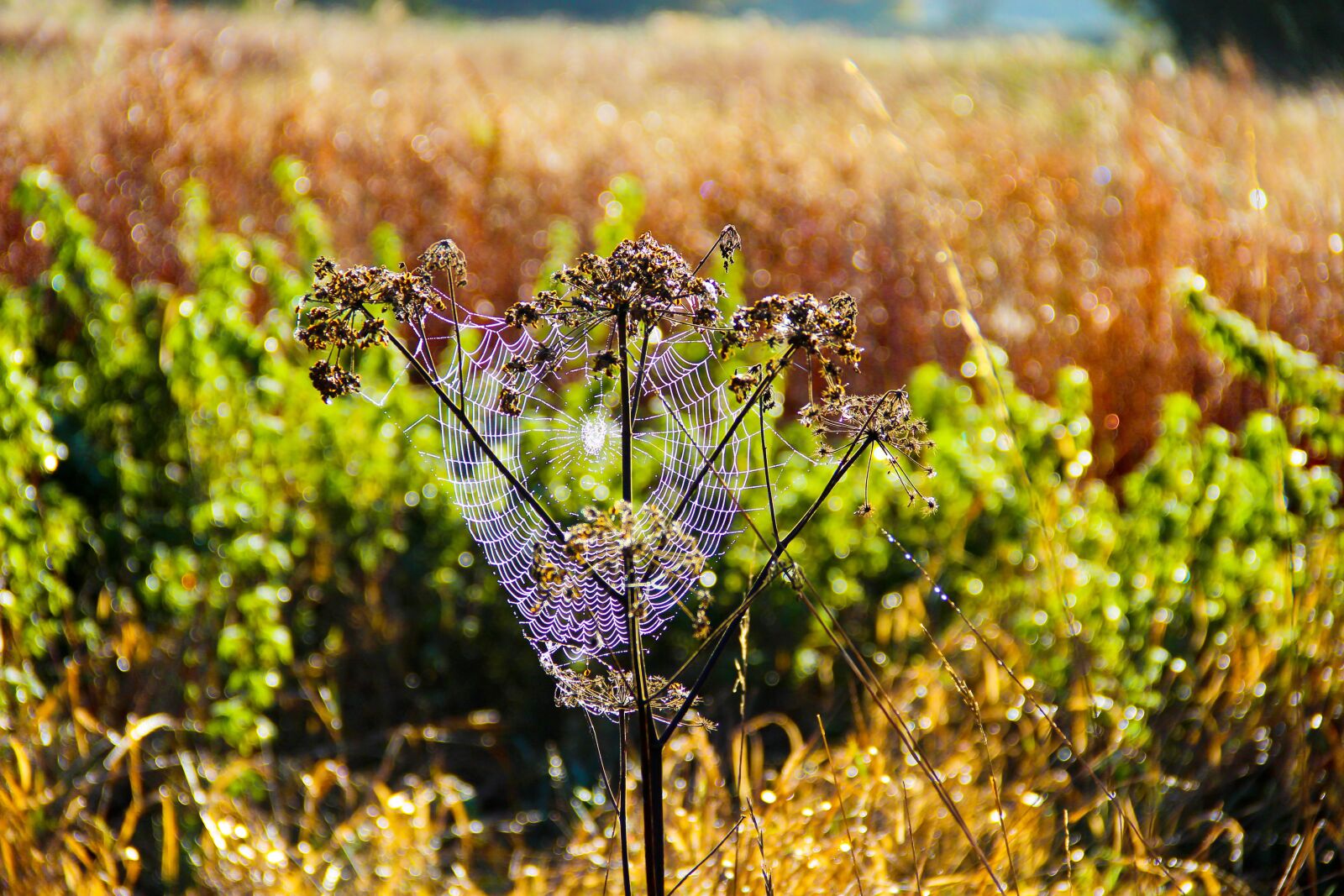 Canon EOS 600D (Rebel EOS T3i / EOS Kiss X5) sample photo. Flora, web, spider photography