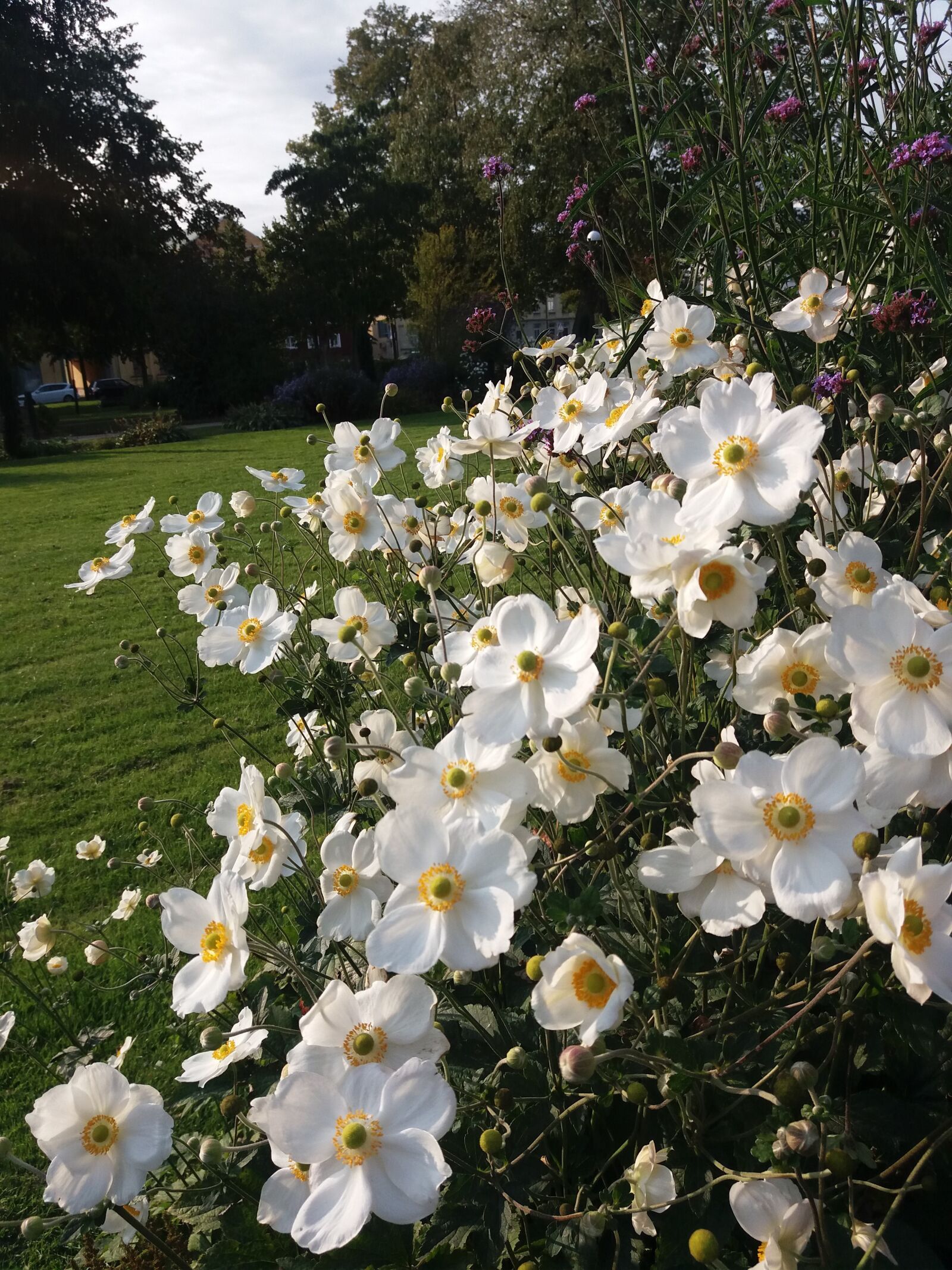 Samsung SM-J500FN sample photo. Flowers, park, garden photography