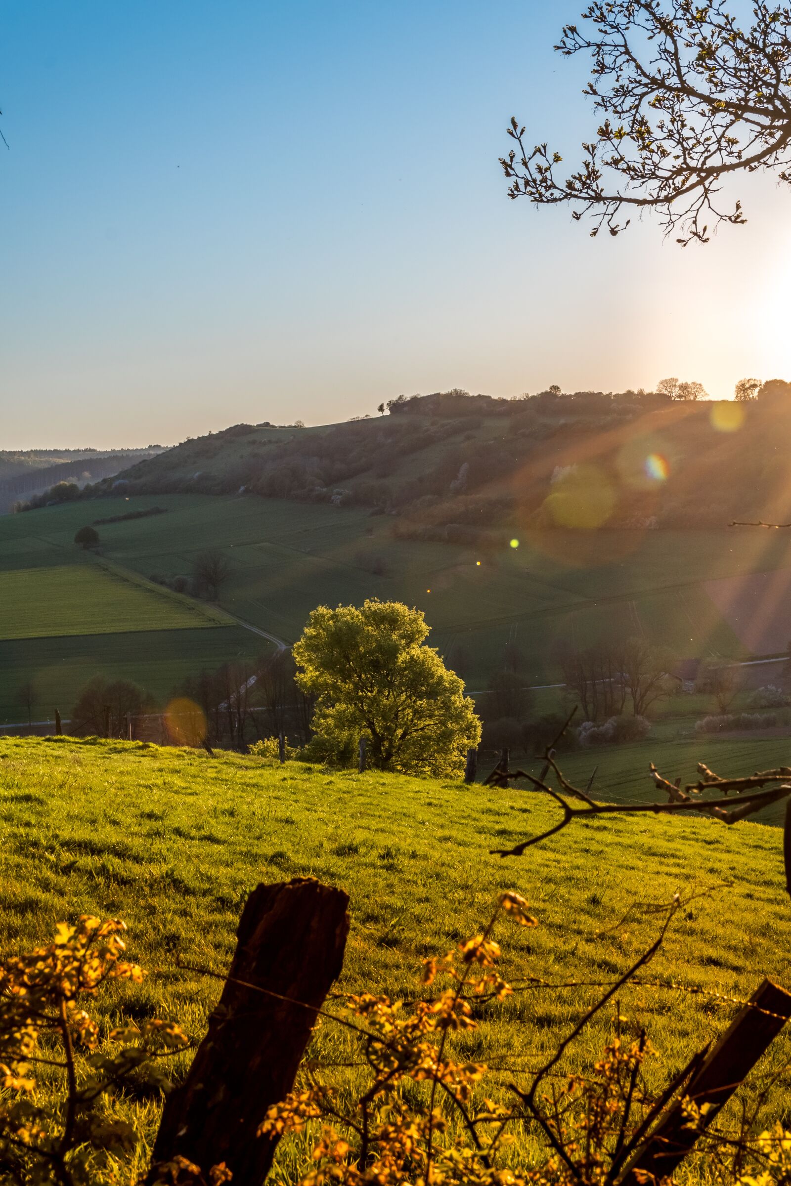 Nikon D5500 sample photo. Sunset, spring evening, tree photography