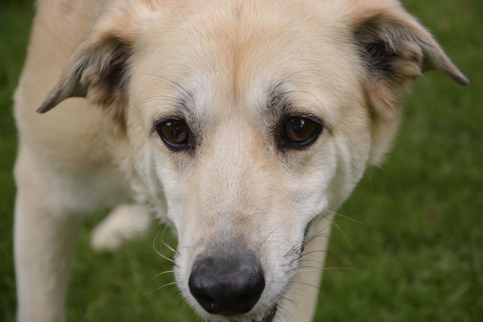 Nikon D5200 sample photo. Dog, eyes, truffle photography