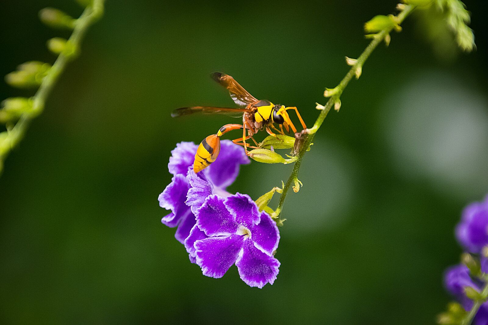Nikon D7200 sample photo. Insects, the tigers, animals photography