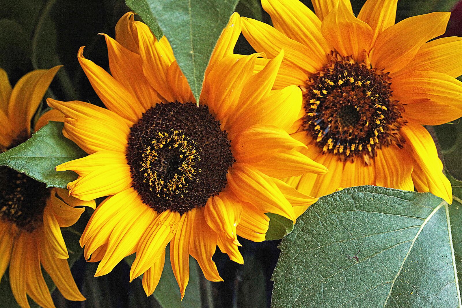 Canon EOS 5D Mark II sample photo. Sunflower, flower, flowering photography