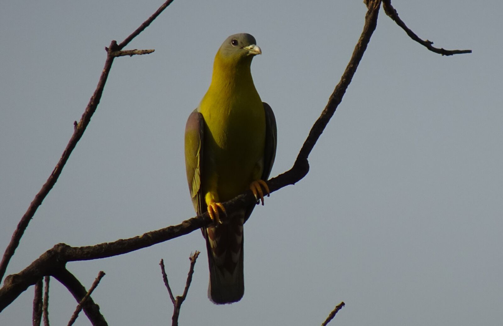 Sony DSC-WX800 sample photo. Bird, pigeon, yfgp photography