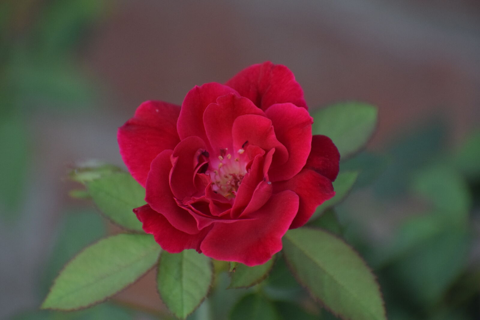 Nikon AF-P DX Nikkor 70-300mm F4.5-6.3G VR sample photo. Beautiful, flower, garden, plant photography