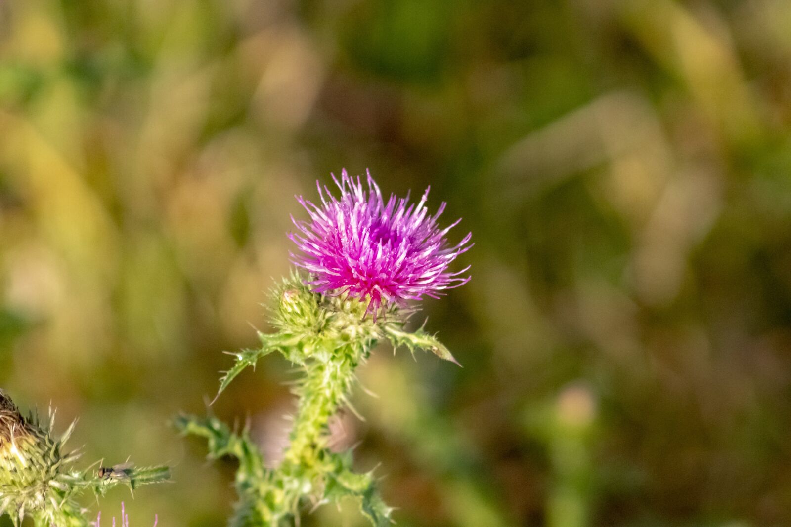 Canon EF75-300mm f/4-5.6 sample photo. Wildflower, meadow flower, flower photography