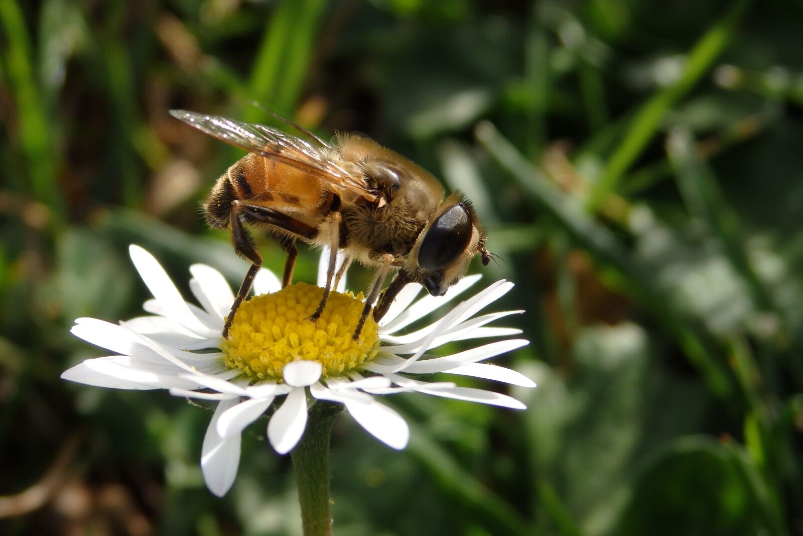 Olympus SZ-16,DZ-105 sample photo. Mucha, flower, insect photography