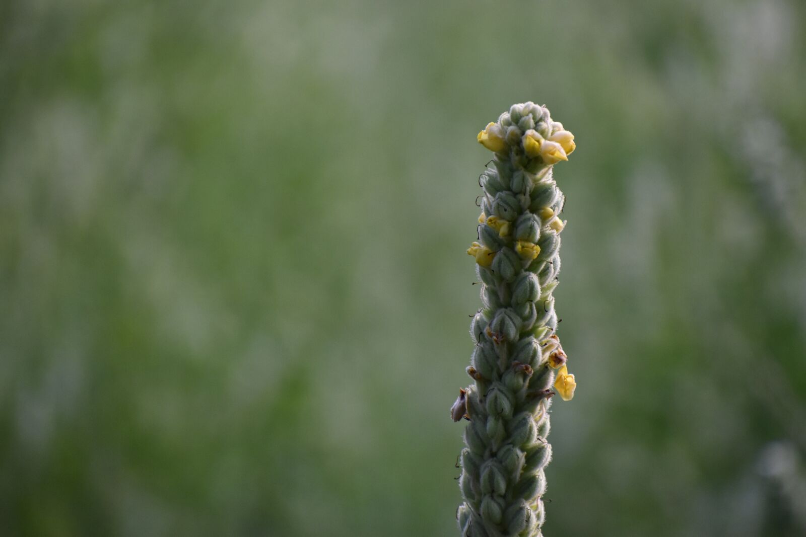 Nikon D5600 sample photo. Plant, green, nature photography