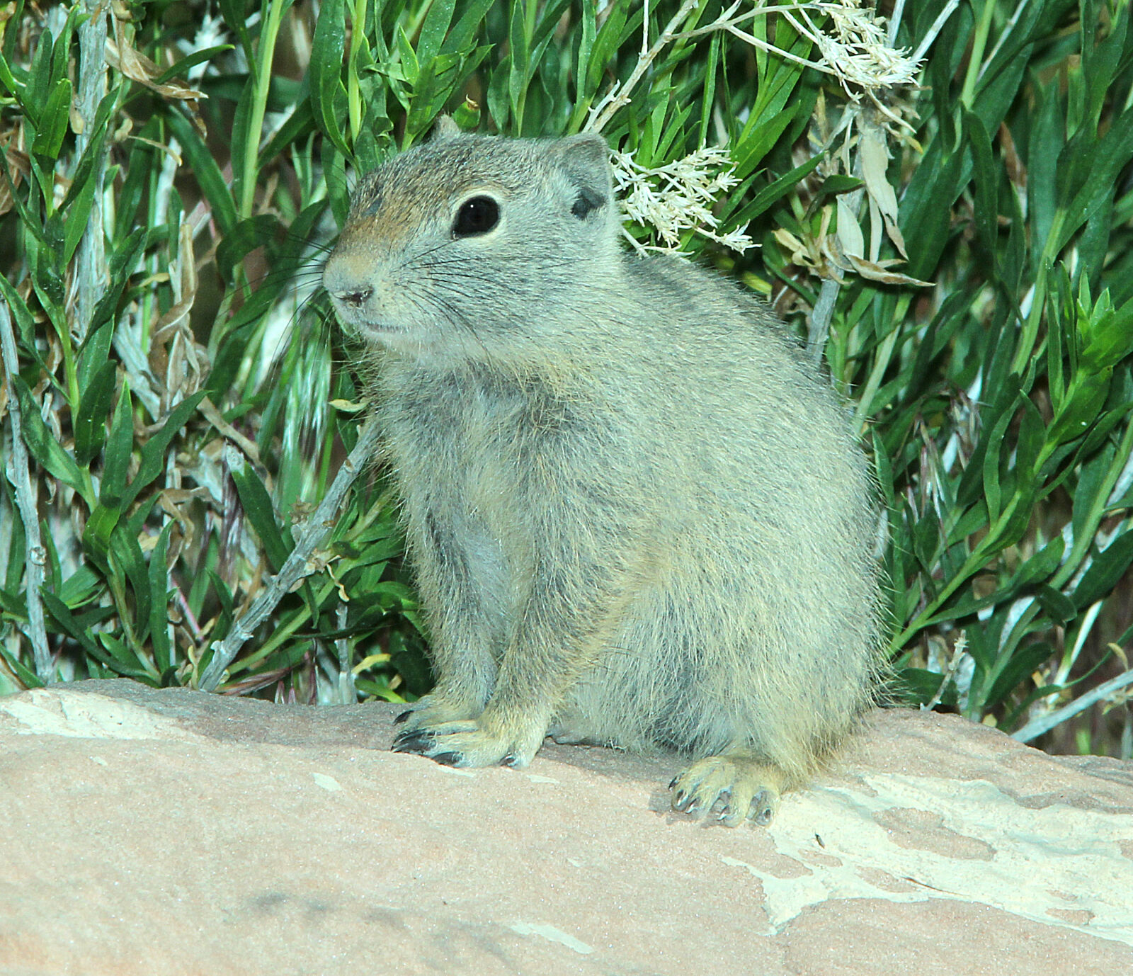 Canon EF 300mm F4L IS USM sample photo